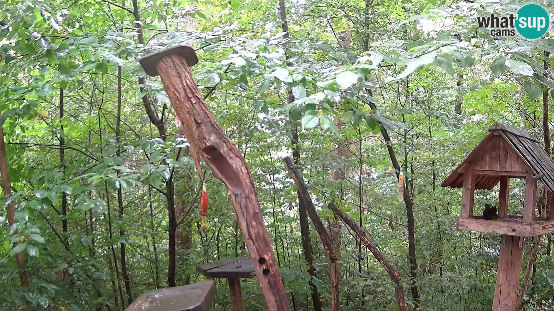 Mangeoires pour oiseaux au ZOO live webcam Ljubljana