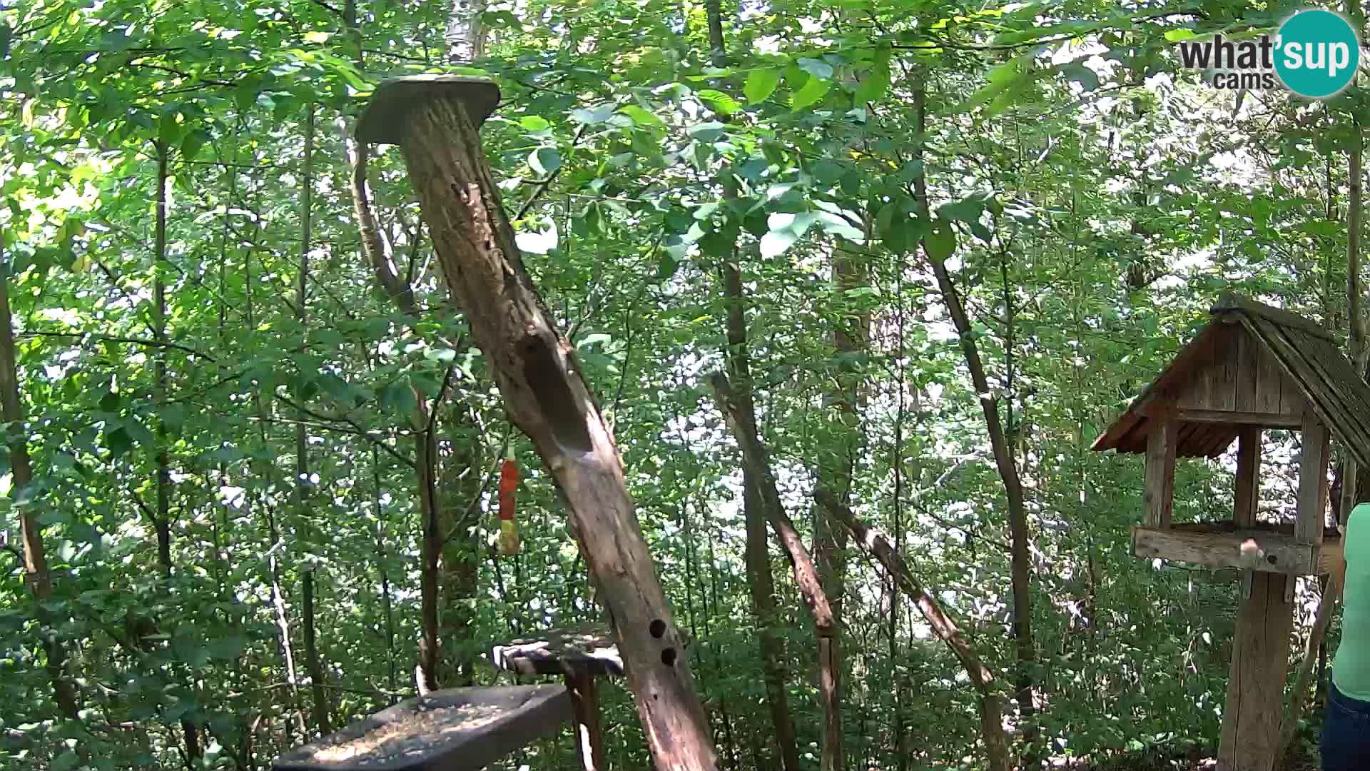 Comederos para pájaros en ZOO Ljubljana camera en vivo