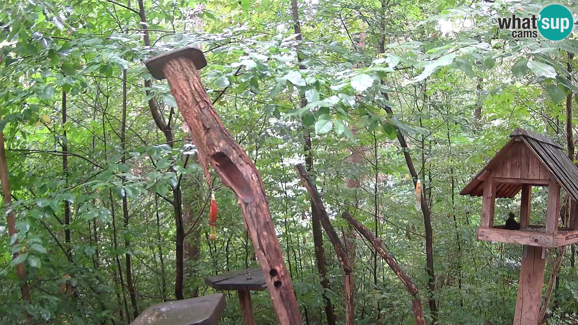 Mangeoires pour oiseaux au ZOO live webcam Ljubljana
