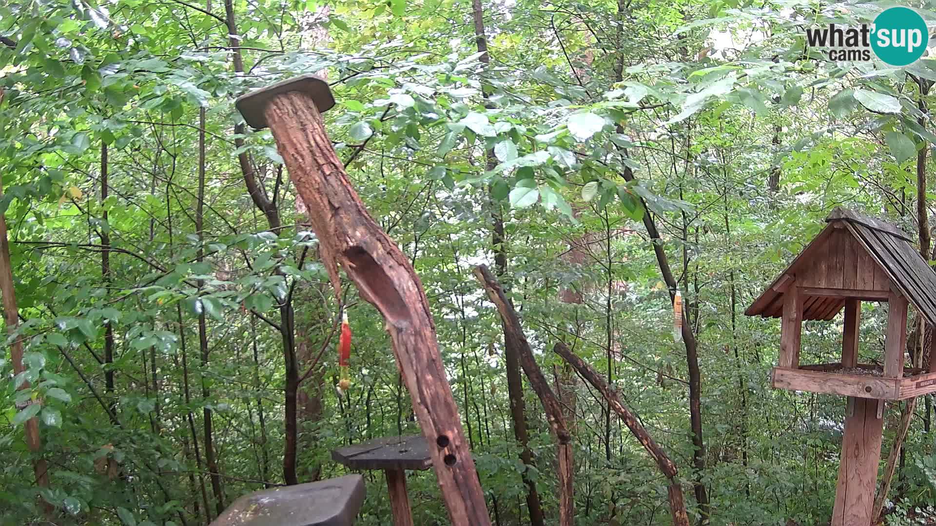 Mangiatoie per uccelli allo ZOO di Lubiana livecam