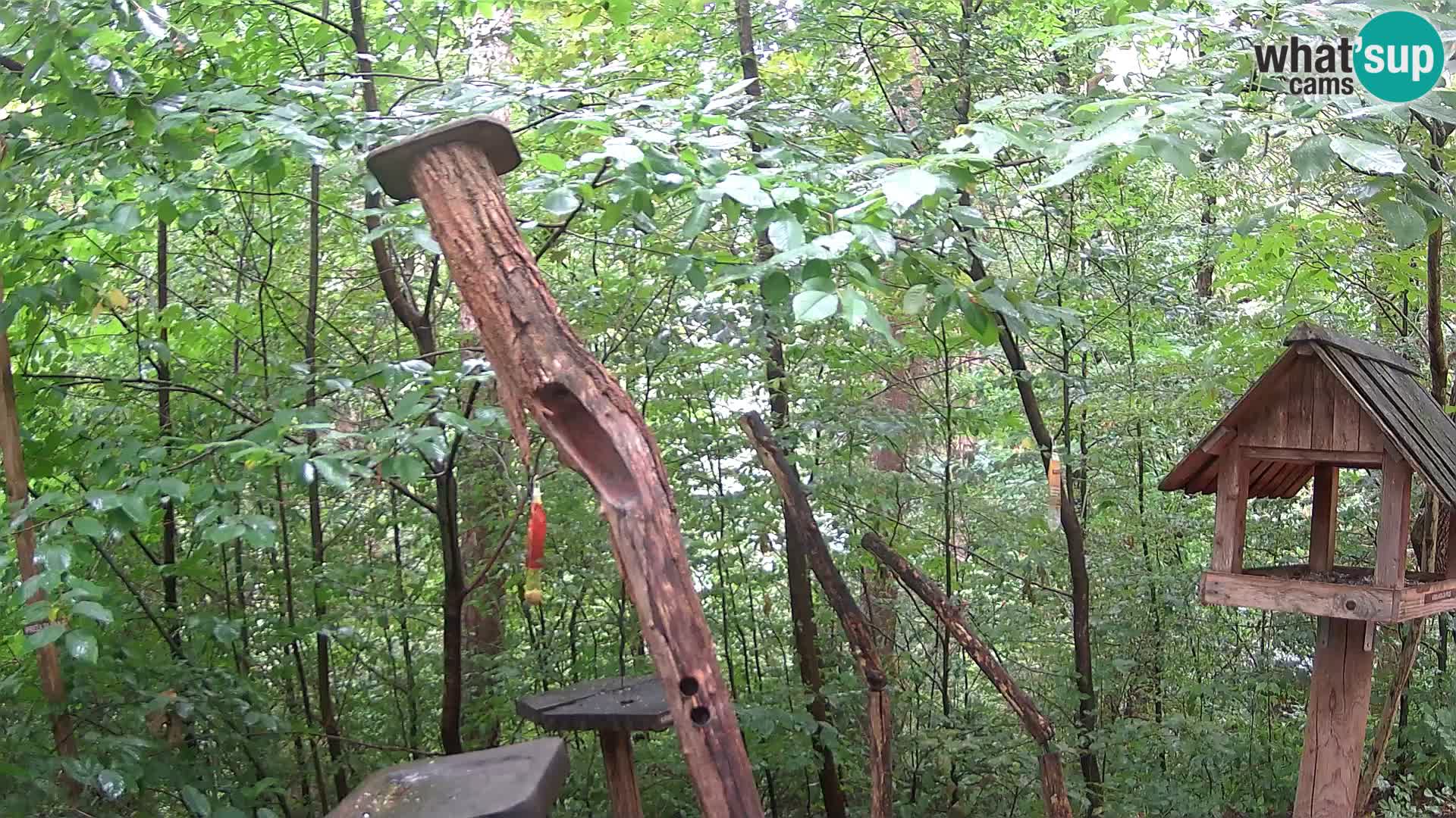 Comederos para pájaros en ZOO Ljubljana camera en vivo