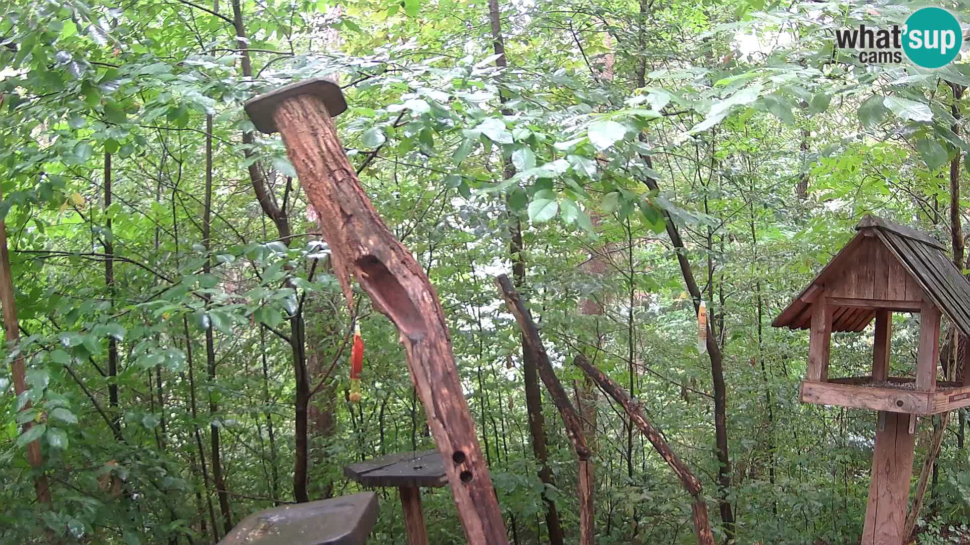 Mangeoires pour oiseaux au ZOO live webcam Ljubljana