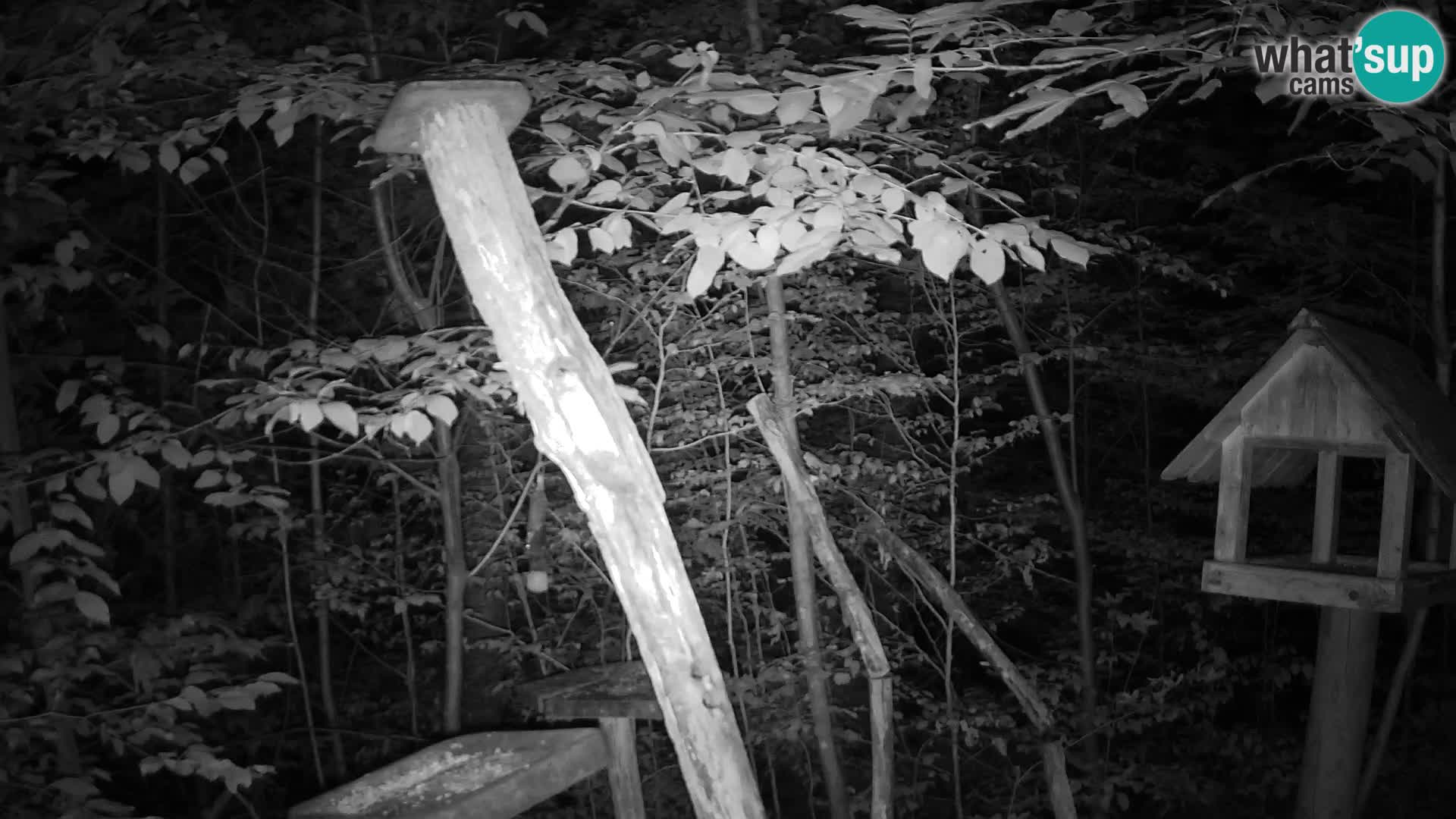 Mangeoires pour oiseaux au ZOO live webcam Ljubljana