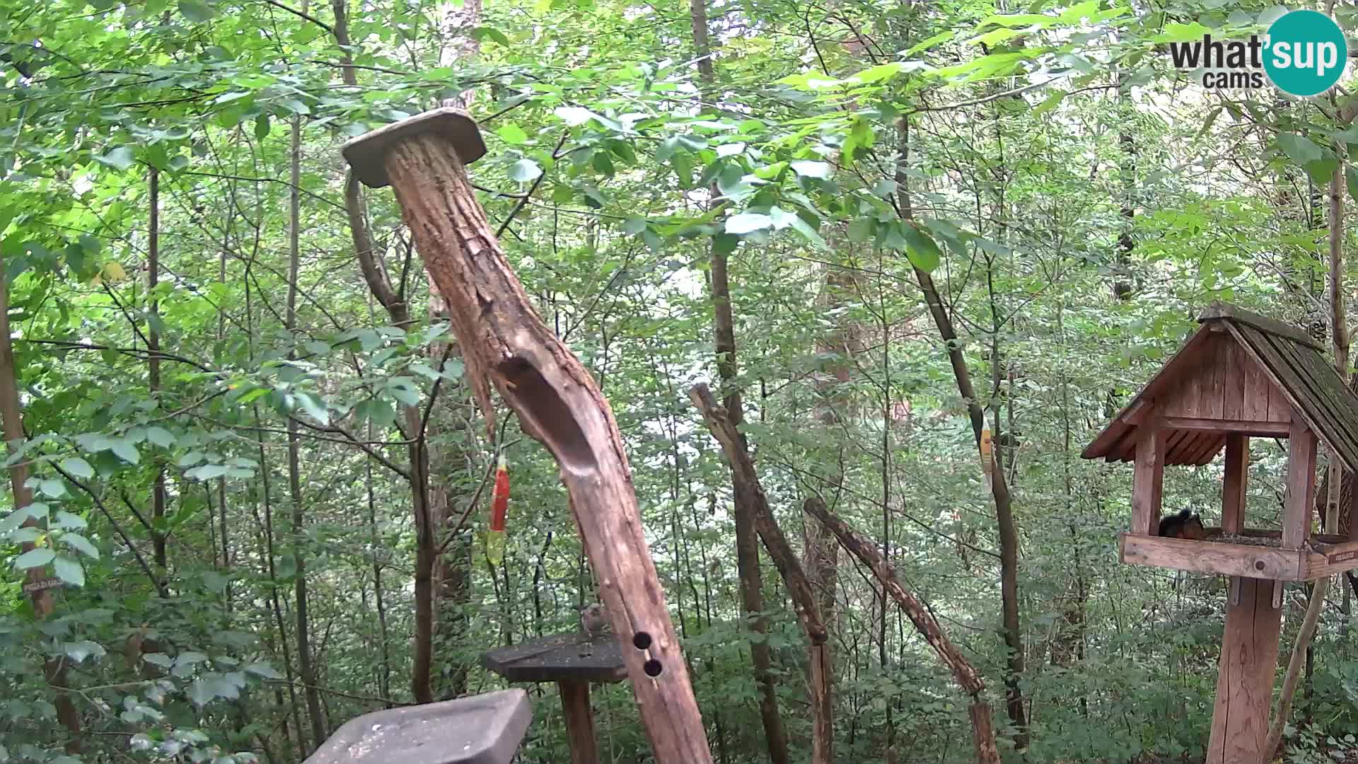 Krmilnice za ptiče v ZOO Ljubljana spletna kamera