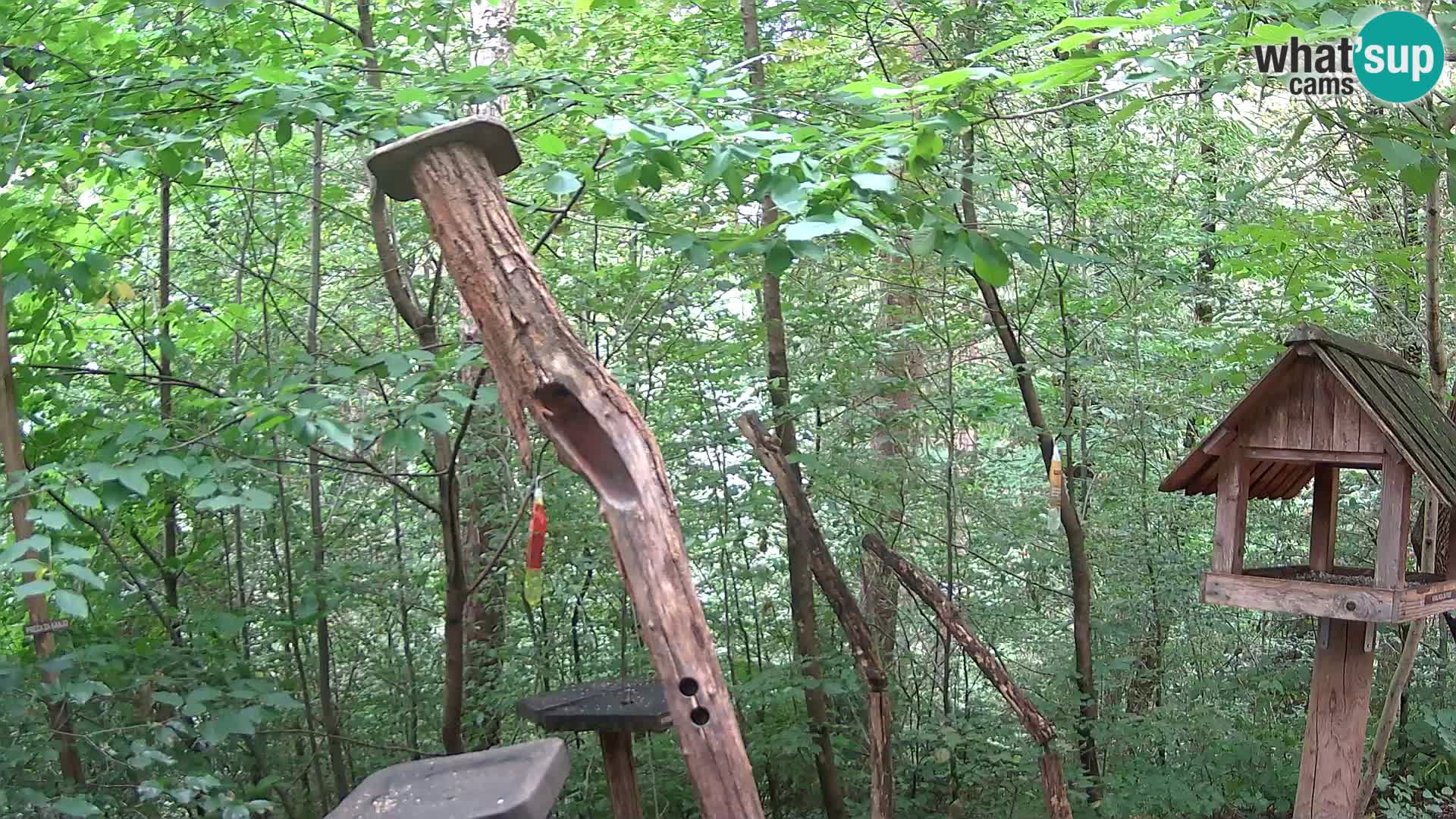 Bird feeders at ZOO Ljubljana webcam