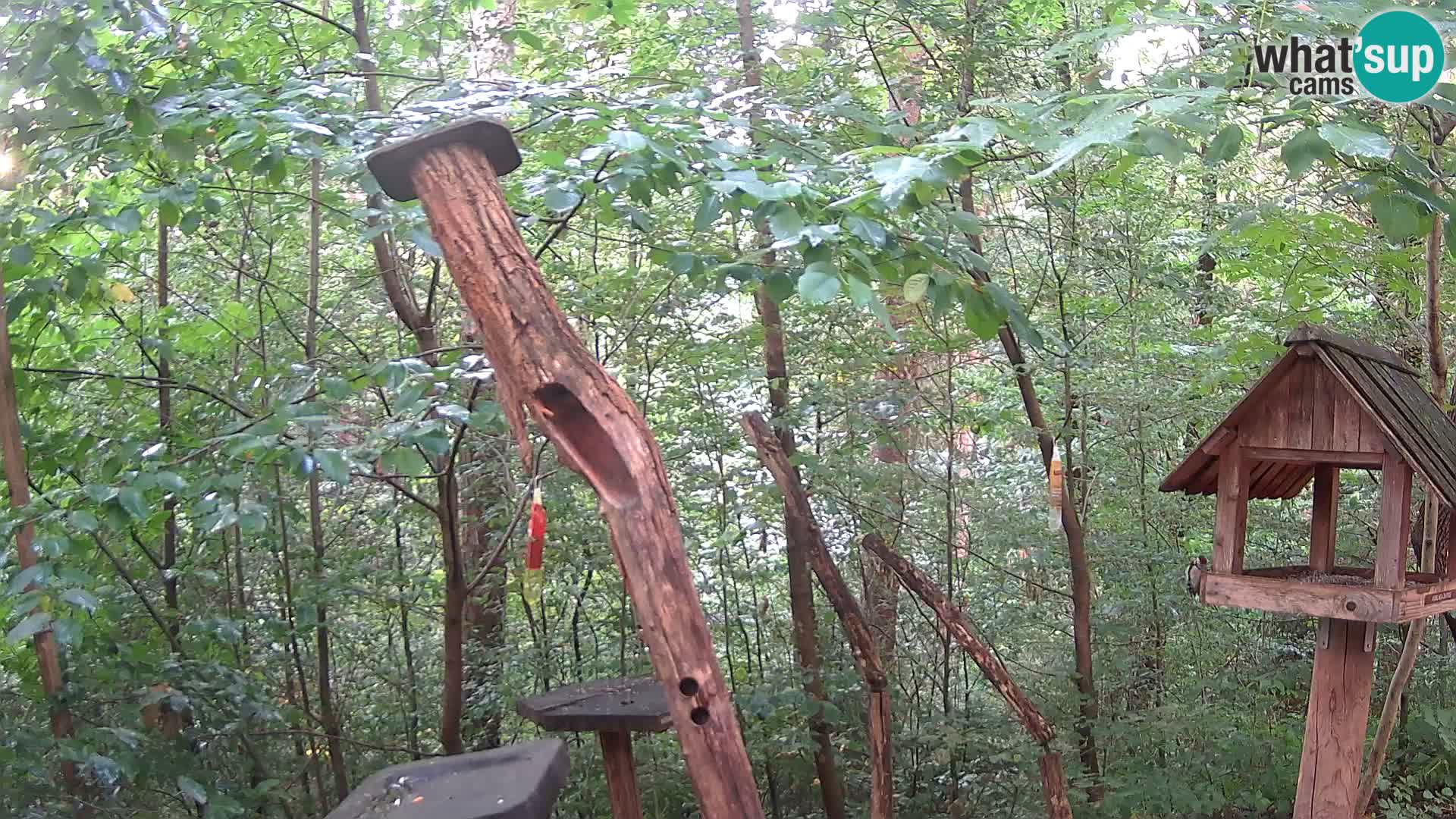 Hranilice za ptice u ZOO web kamera Ljubljana