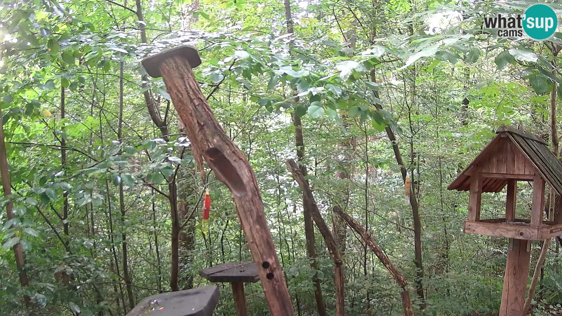 Vogelfutterhäuschen im ZOO webcam Ljubljana