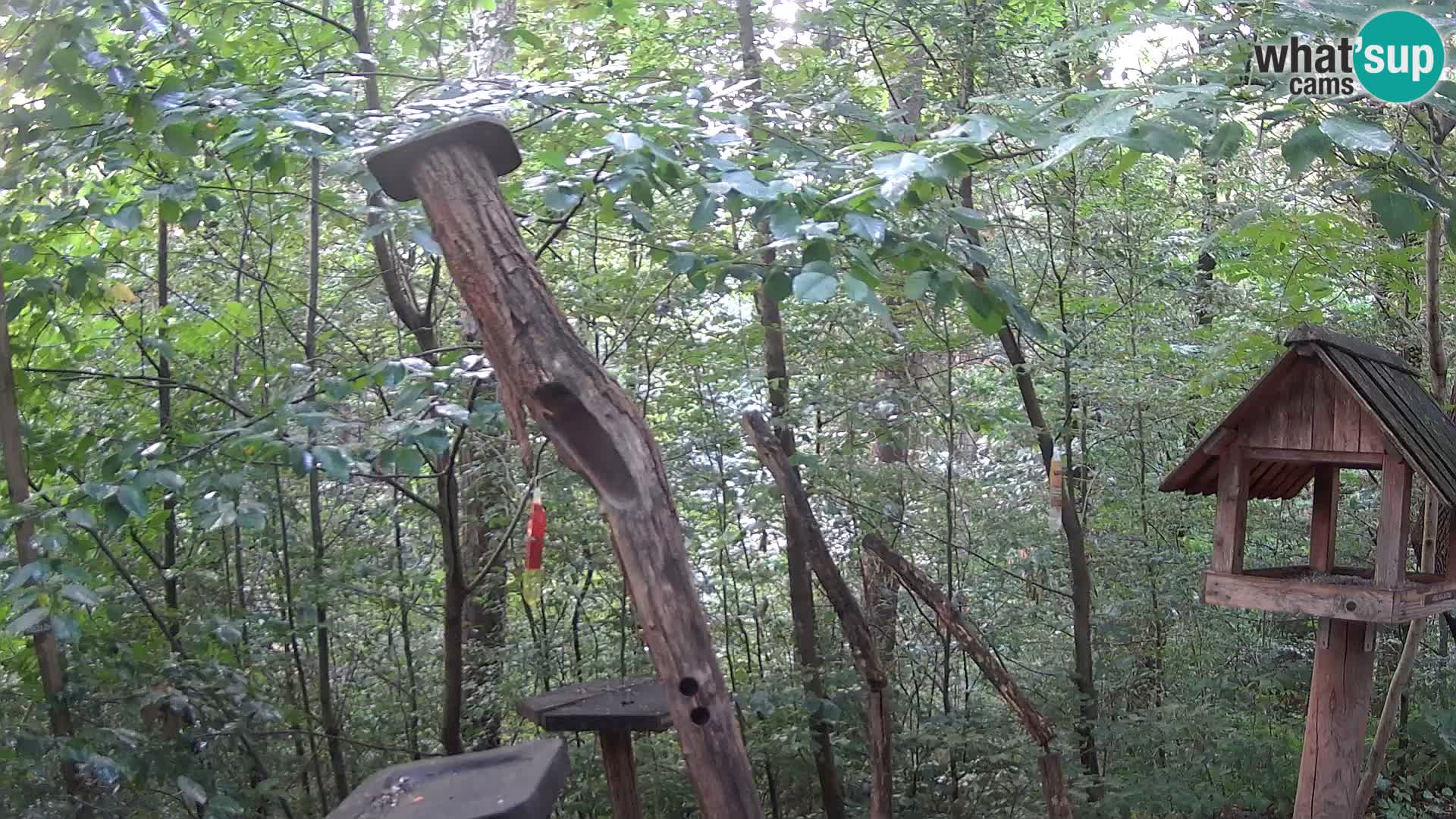 Comederos para pájaros en ZOO Ljubljana camera en vivo