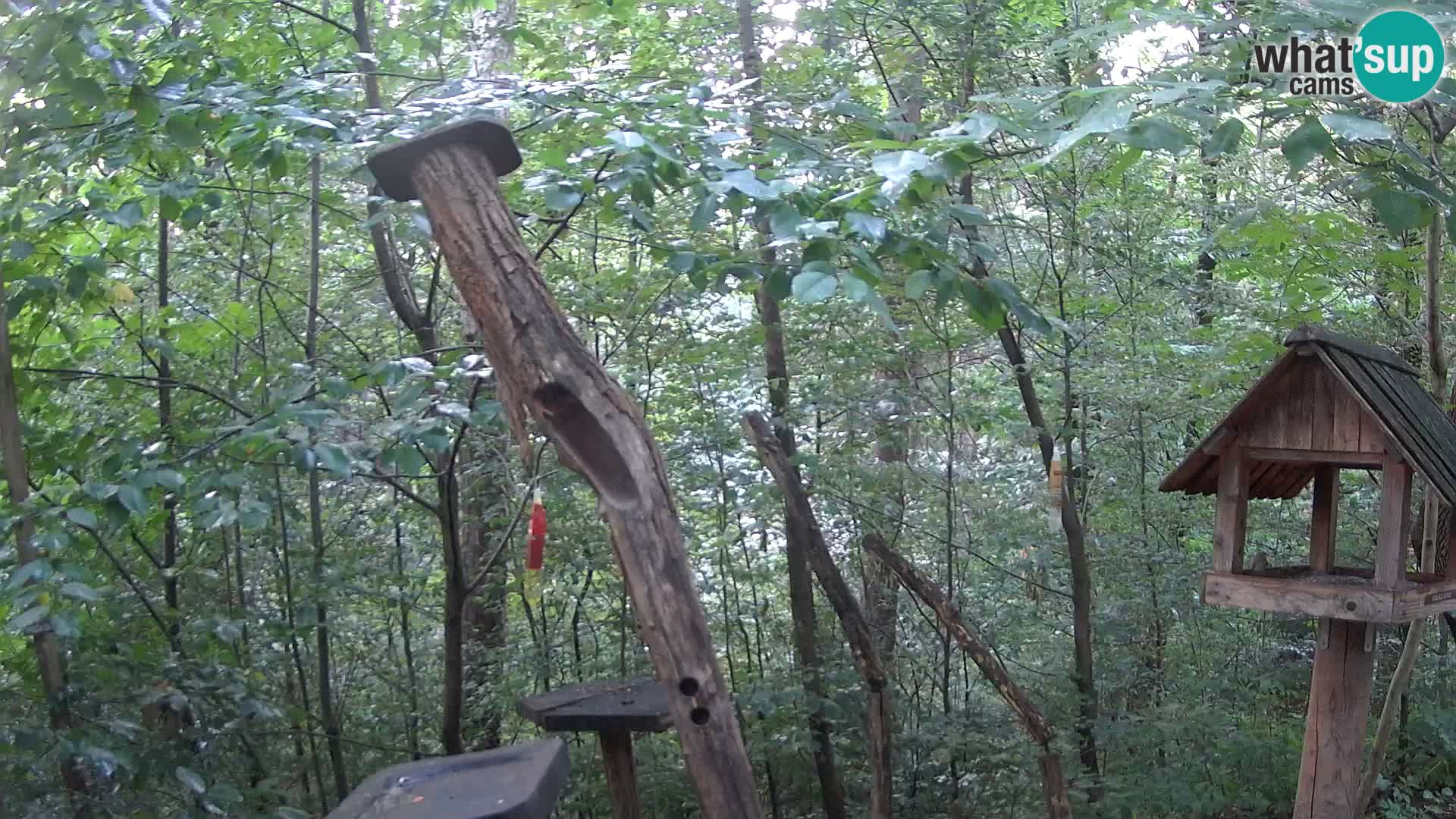 Comederos para pájaros en ZOO Ljubljana camera en vivo