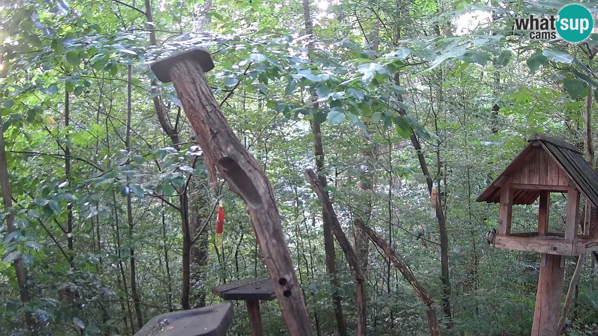 Comederos para pájaros en ZOO Ljubljana camera en vivo