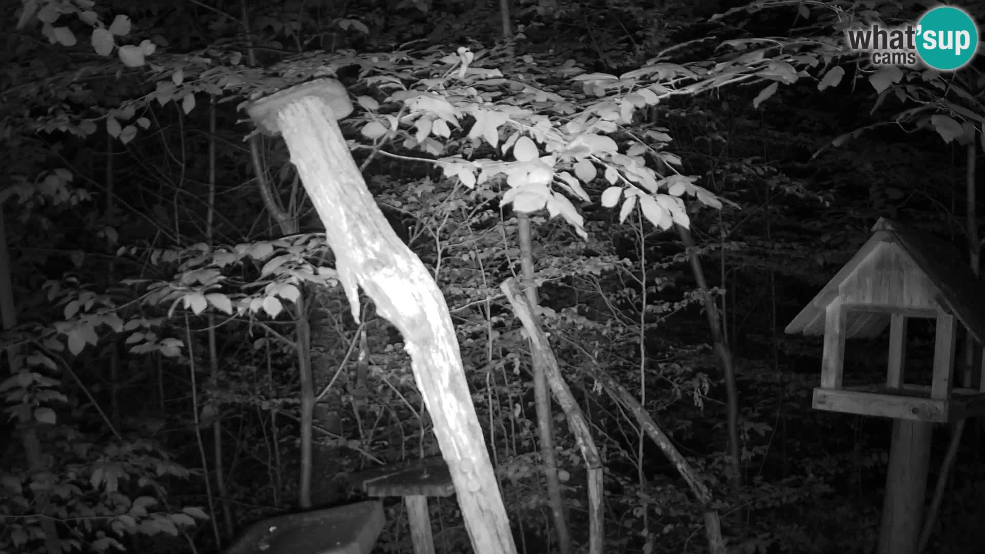 Mangeoires pour oiseaux au ZOO live webcam Ljubljana