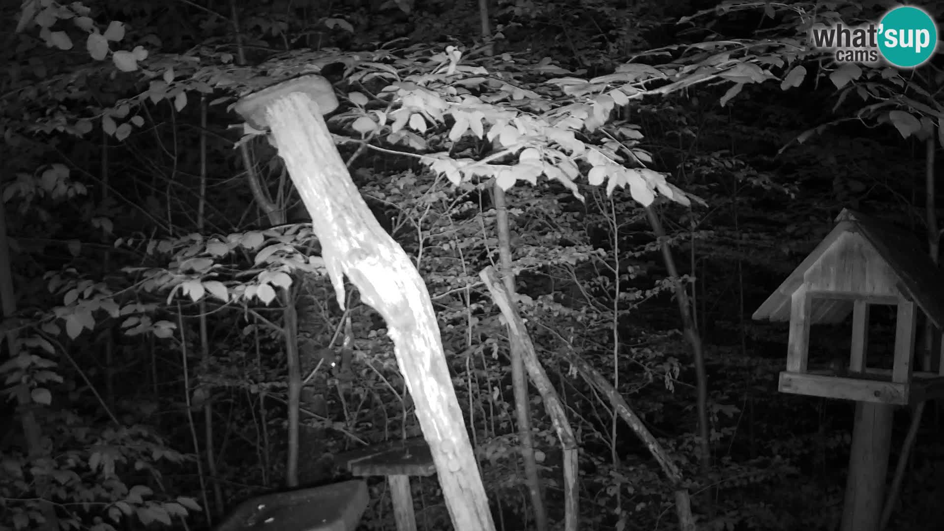 Bird feeders at ZOO Ljubljana webcam