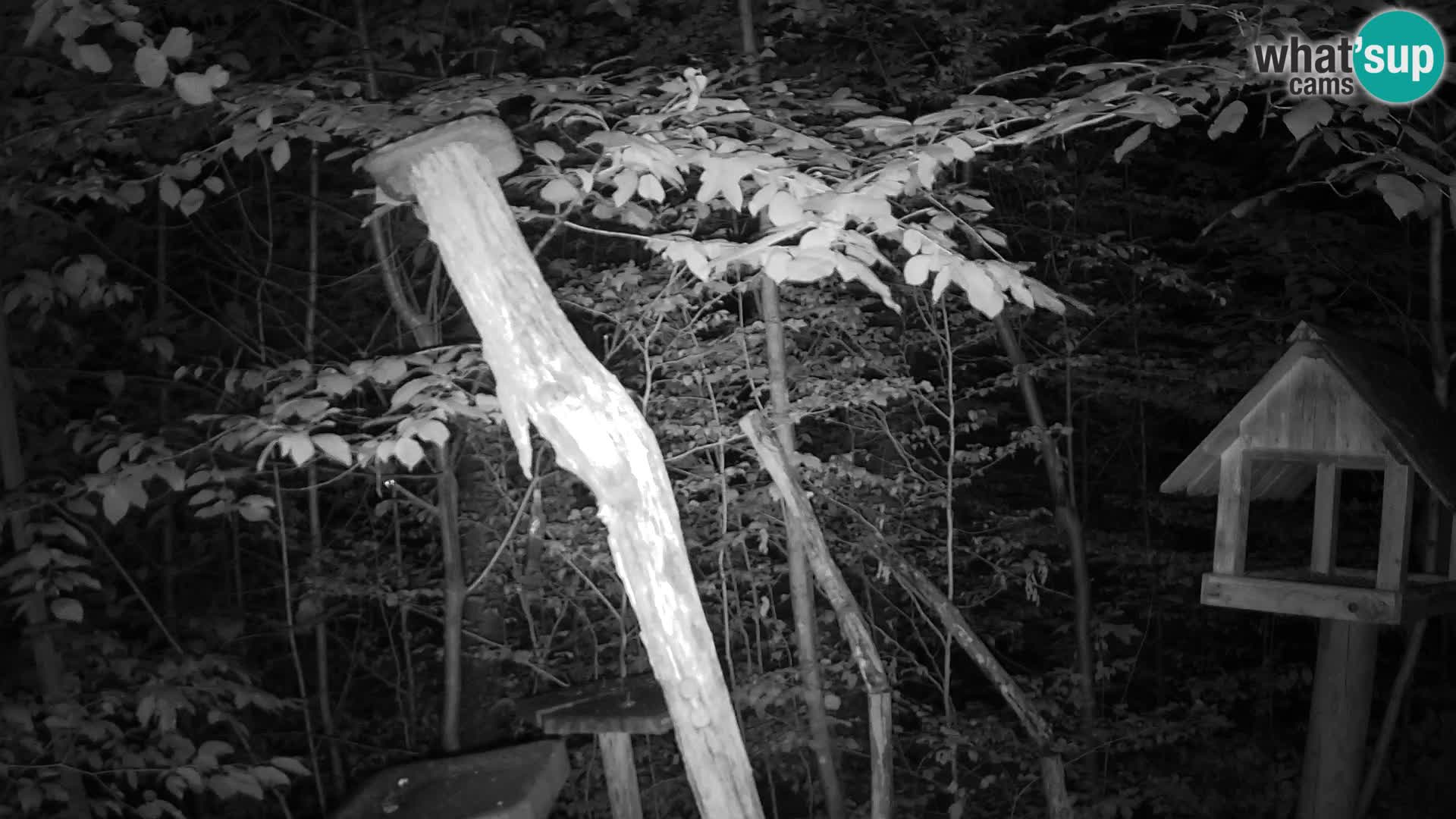 Mangiatoie per uccelli allo ZOO di Lubiana livecam