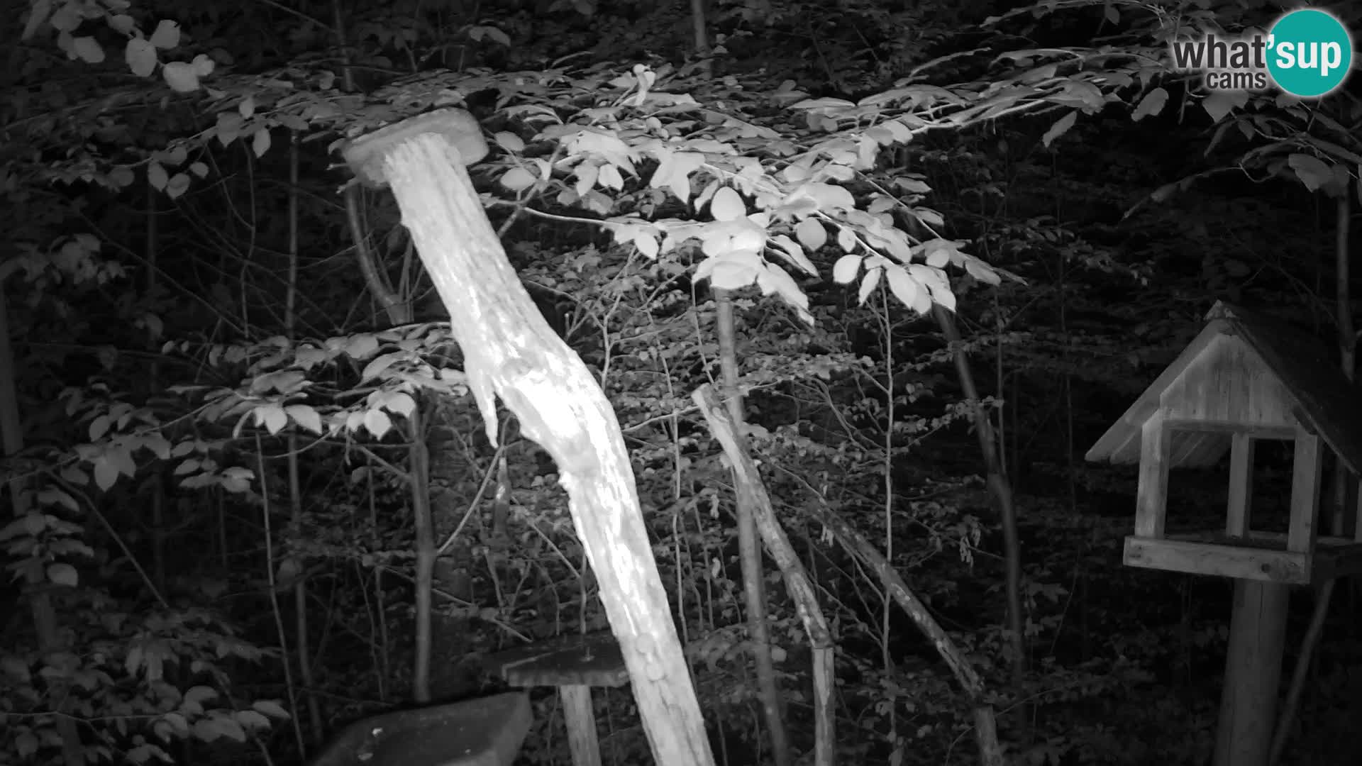 Bird feeders at ZOO Ljubljana webcam