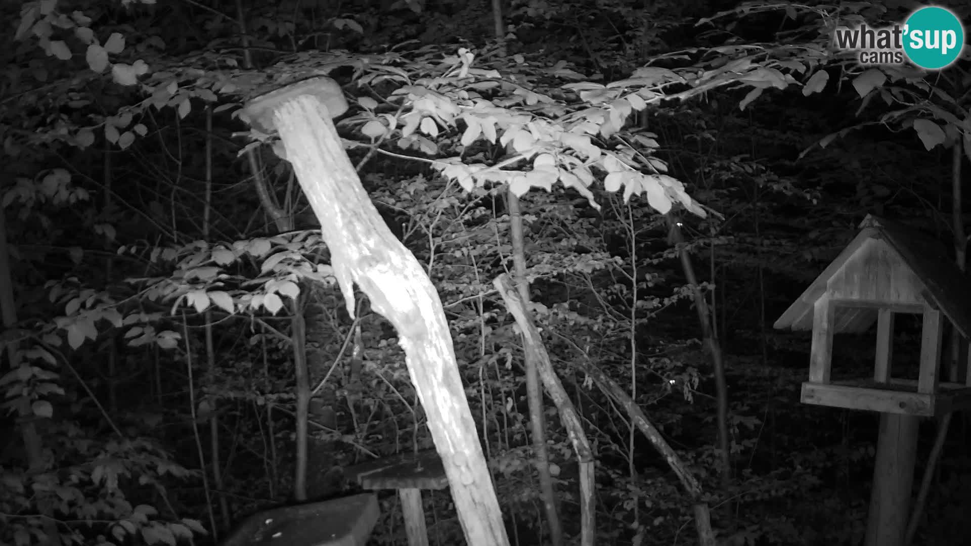 Mangiatoie per uccelli allo ZOO di Lubiana livecam