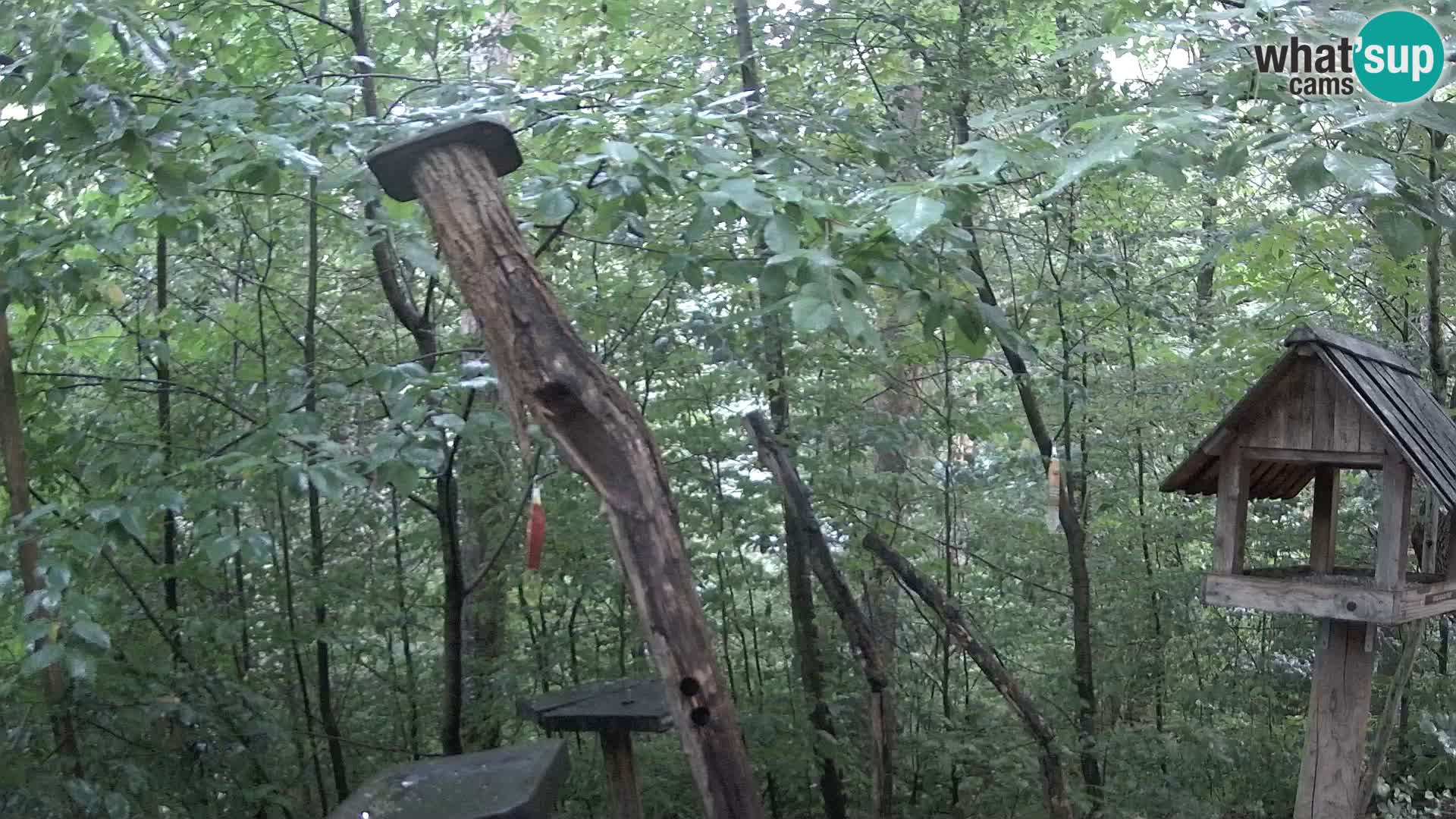 Hranilice za ptice u ZOO web kamera Ljubljana