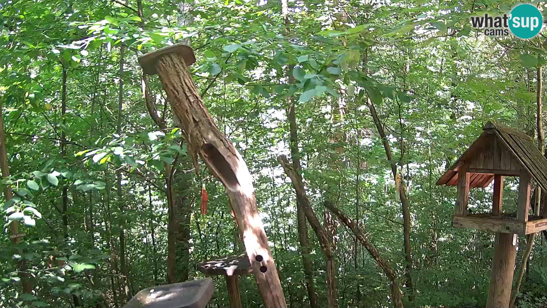 Mangeoires pour oiseaux au ZOO live webcam Ljubljana