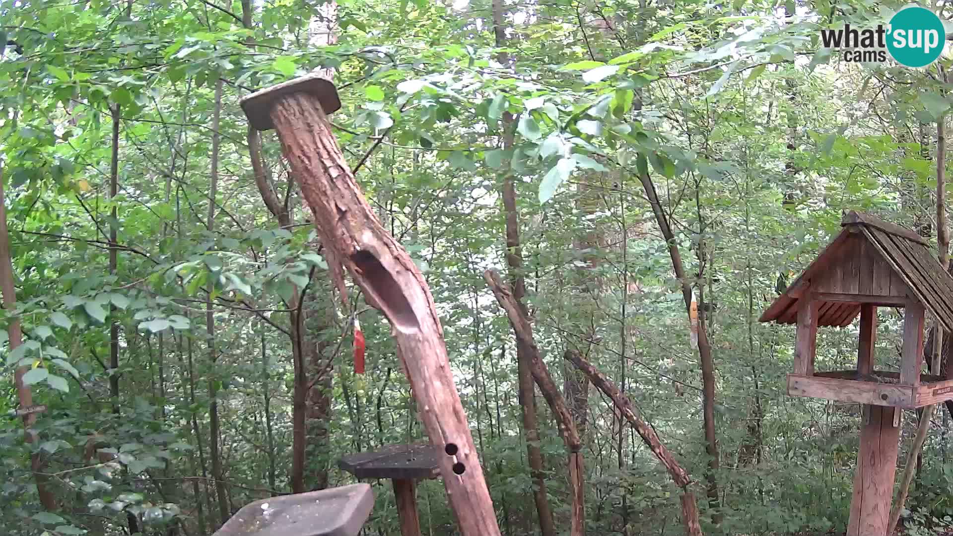 Comederos para pájaros en ZOO Ljubljana camera en vivo