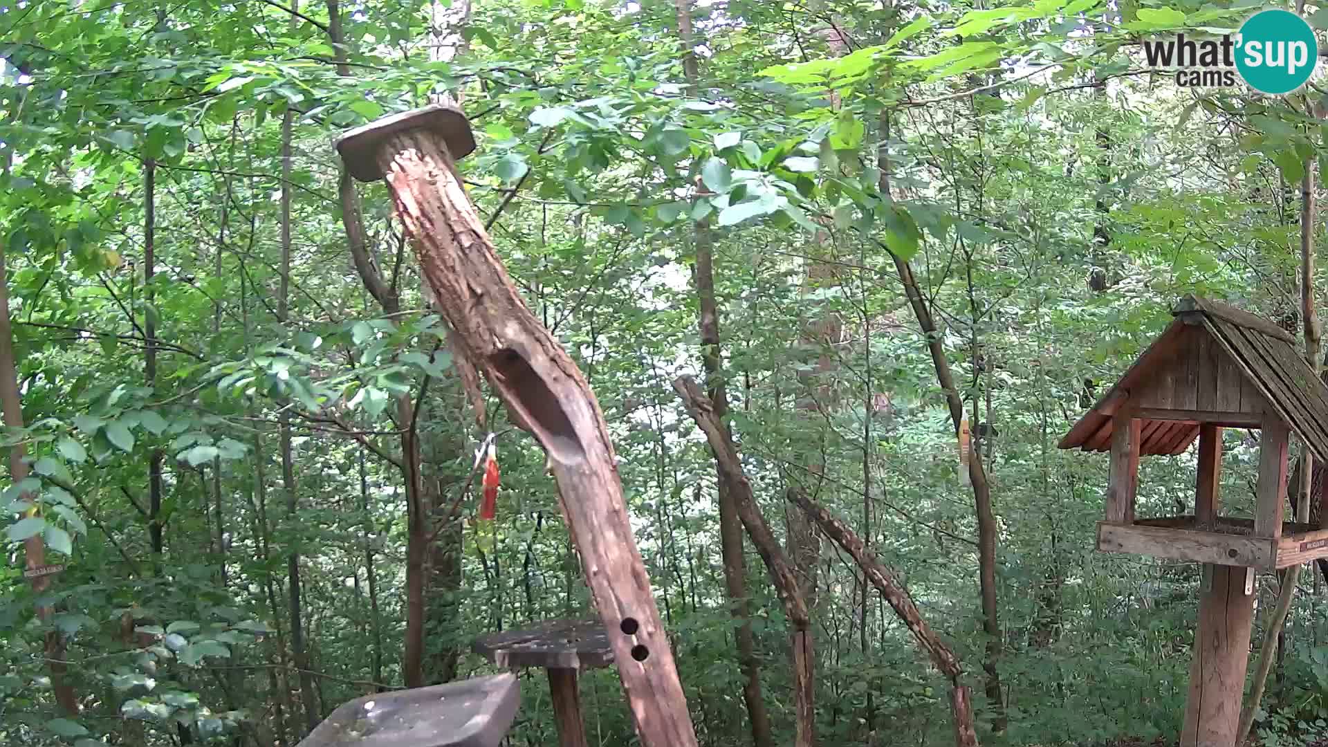 Vogelfutterhäuschen im ZOO webcam Ljubljana