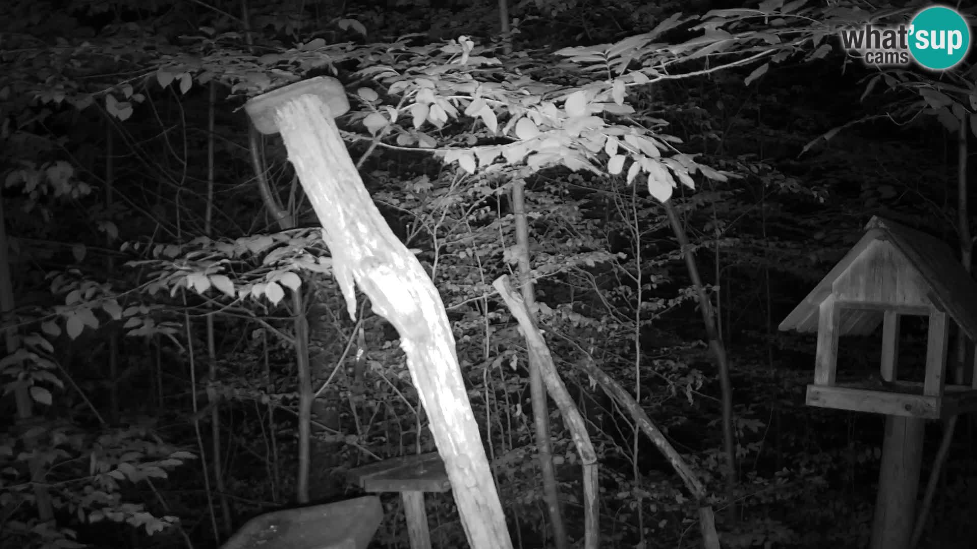 Bird feeders at ZOO Ljubljana webcam