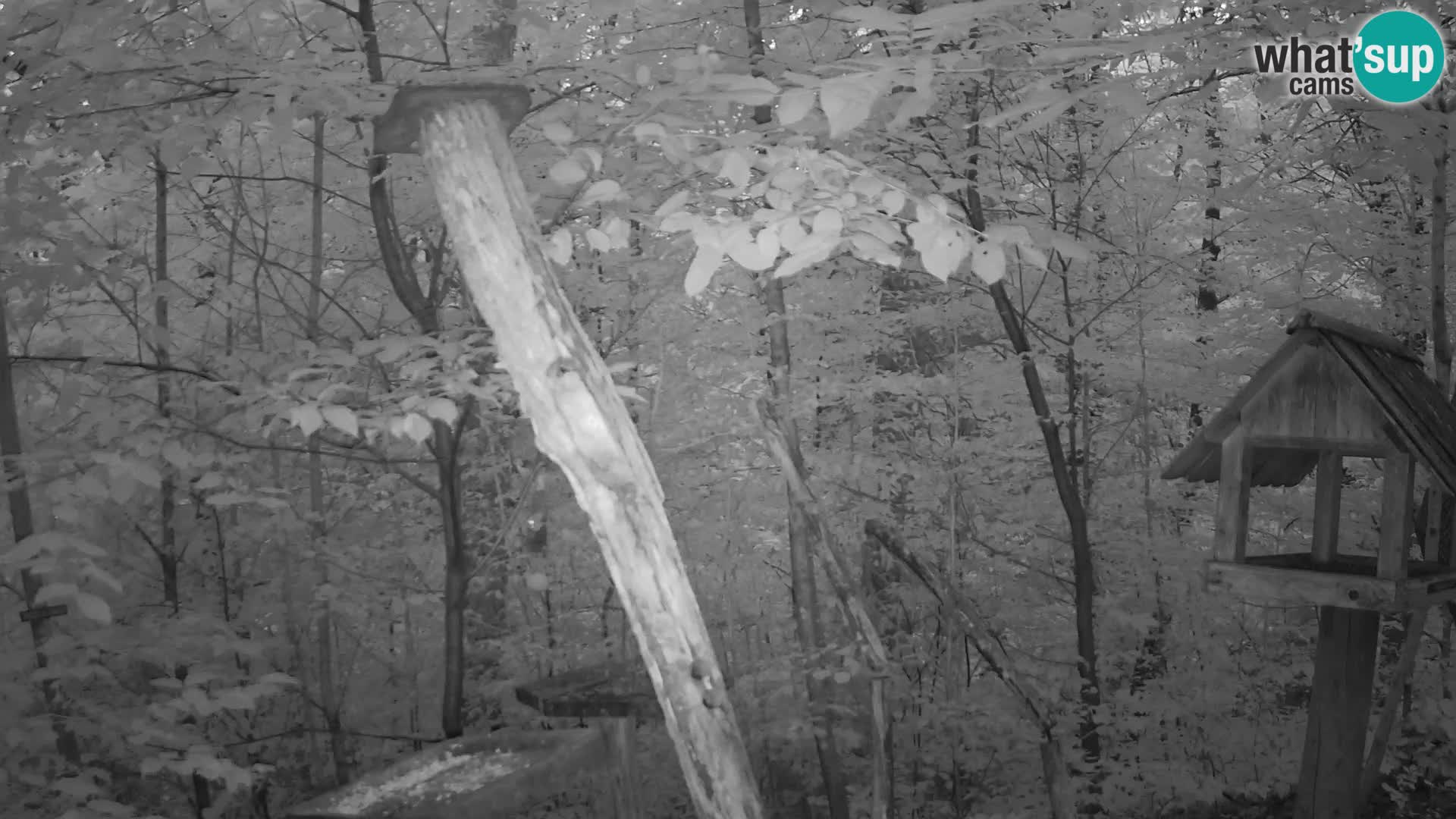 Mangeoires pour oiseaux au ZOO live webcam Ljubljana