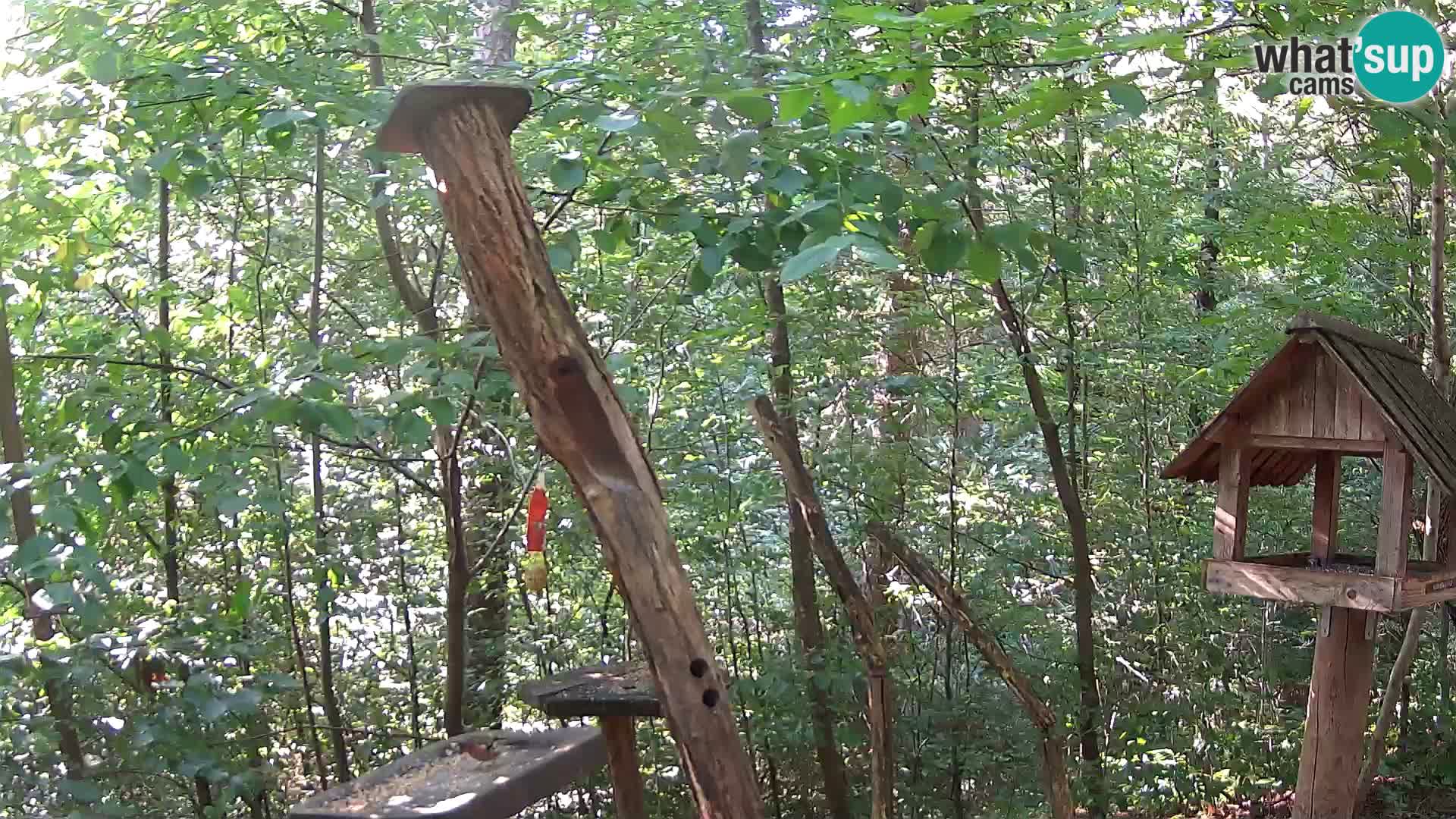 Bird feeders at ZOO Ljubljana webcam