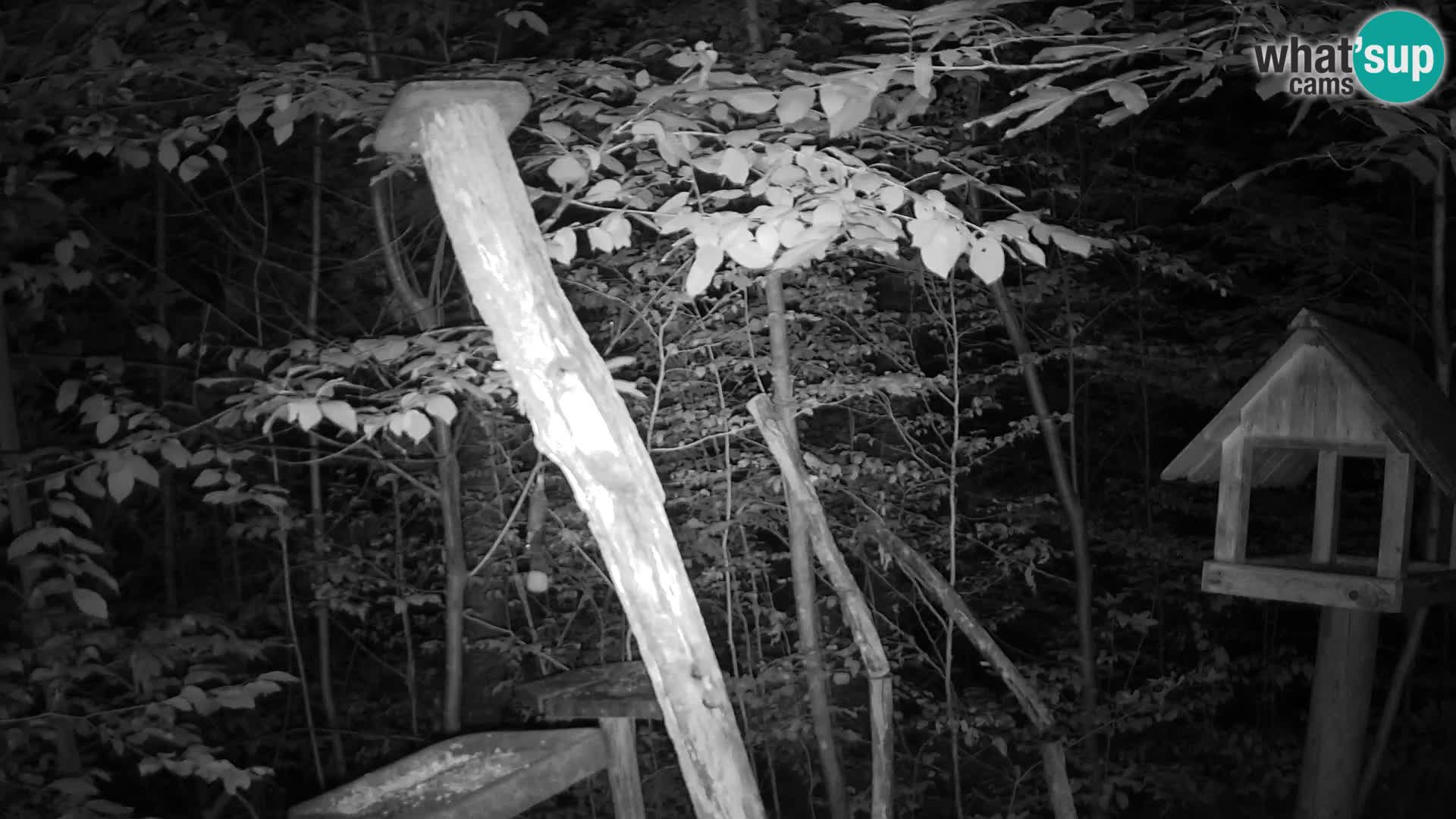 Hranilice za ptice u ZOO web kamera Ljubljana