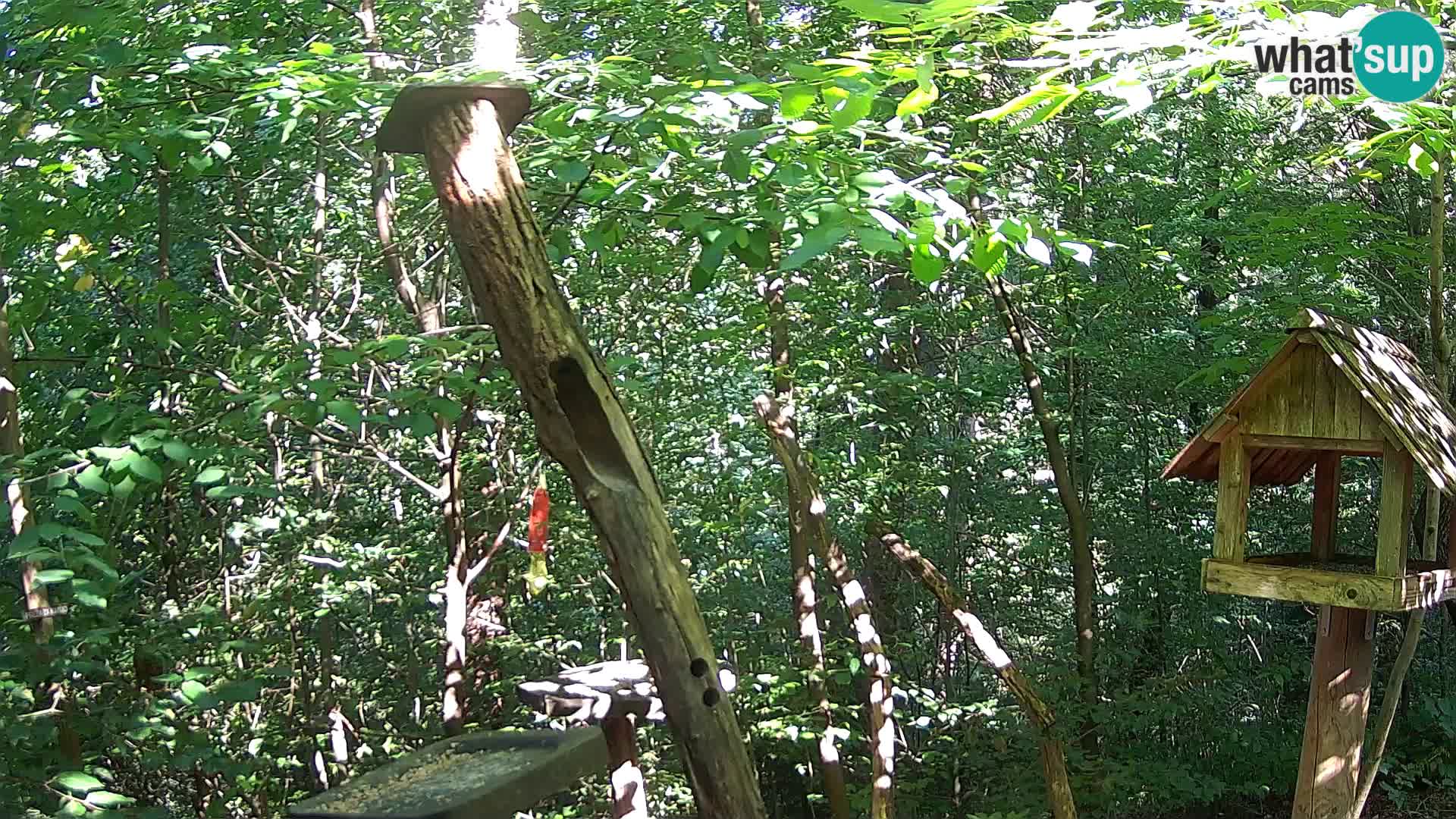Bird feeders at ZOO Ljubljana webcam
