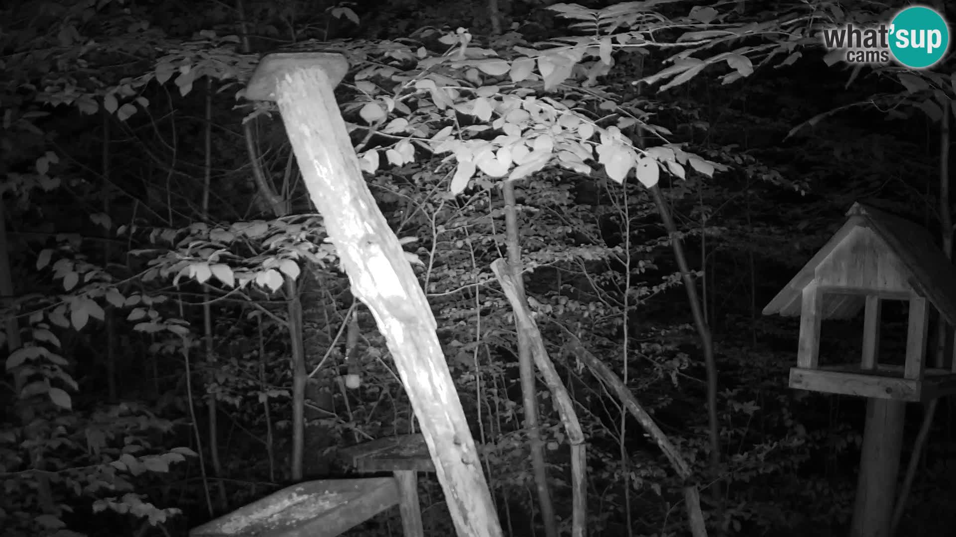 Mangeoires pour oiseaux au ZOO live webcam Ljubljana