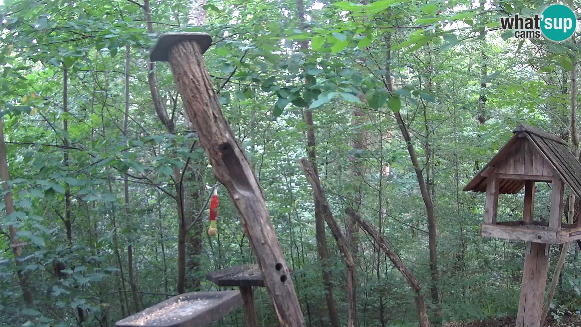 Mangiatoie per uccelli allo ZOO di Lubiana livecam