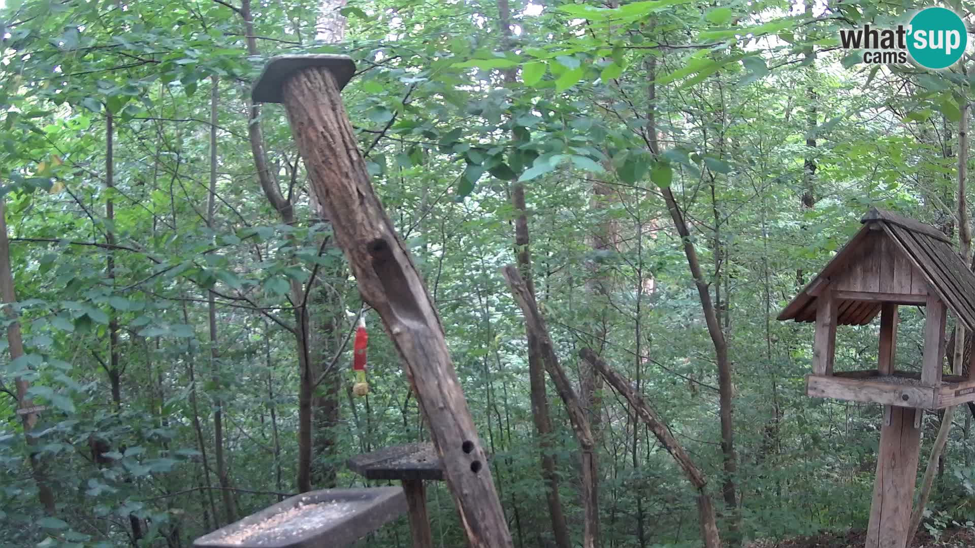 Bird feeders at ZOO Ljubljana webcam