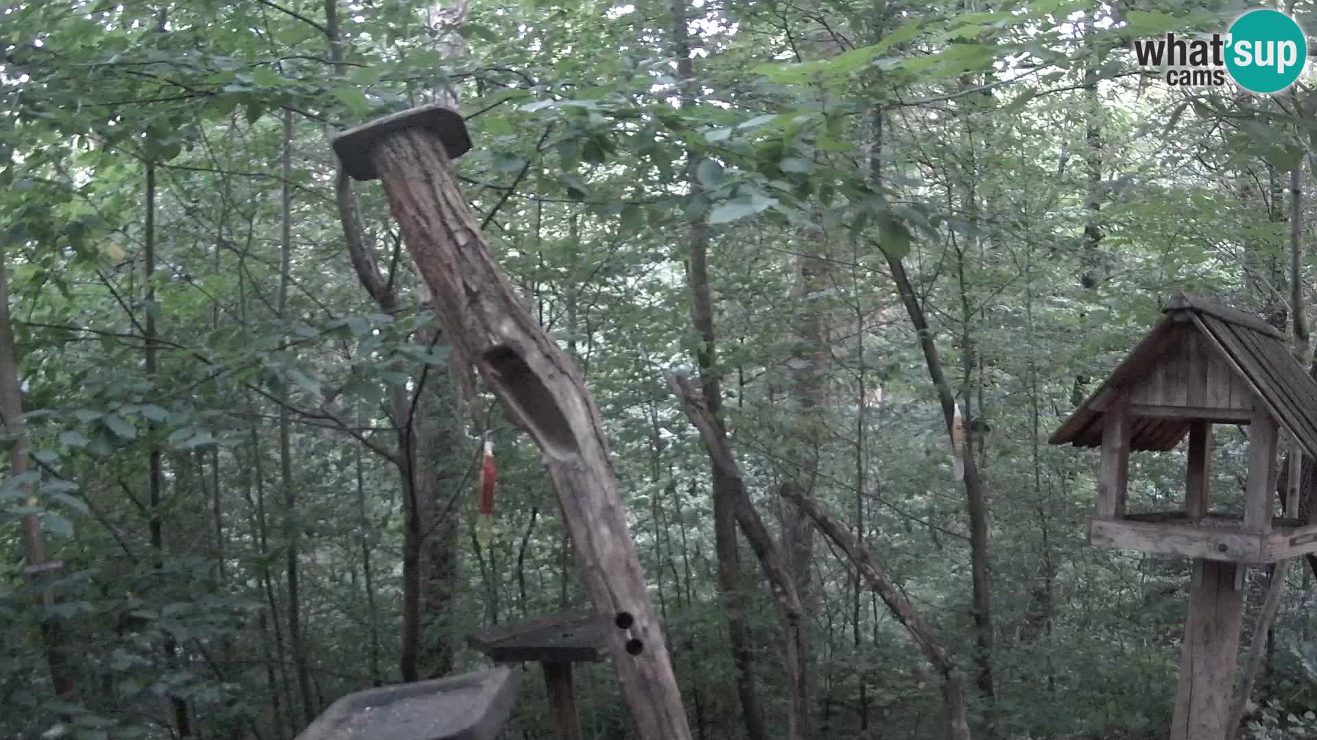 Mangiatoie per uccelli allo ZOO di Lubiana livecam