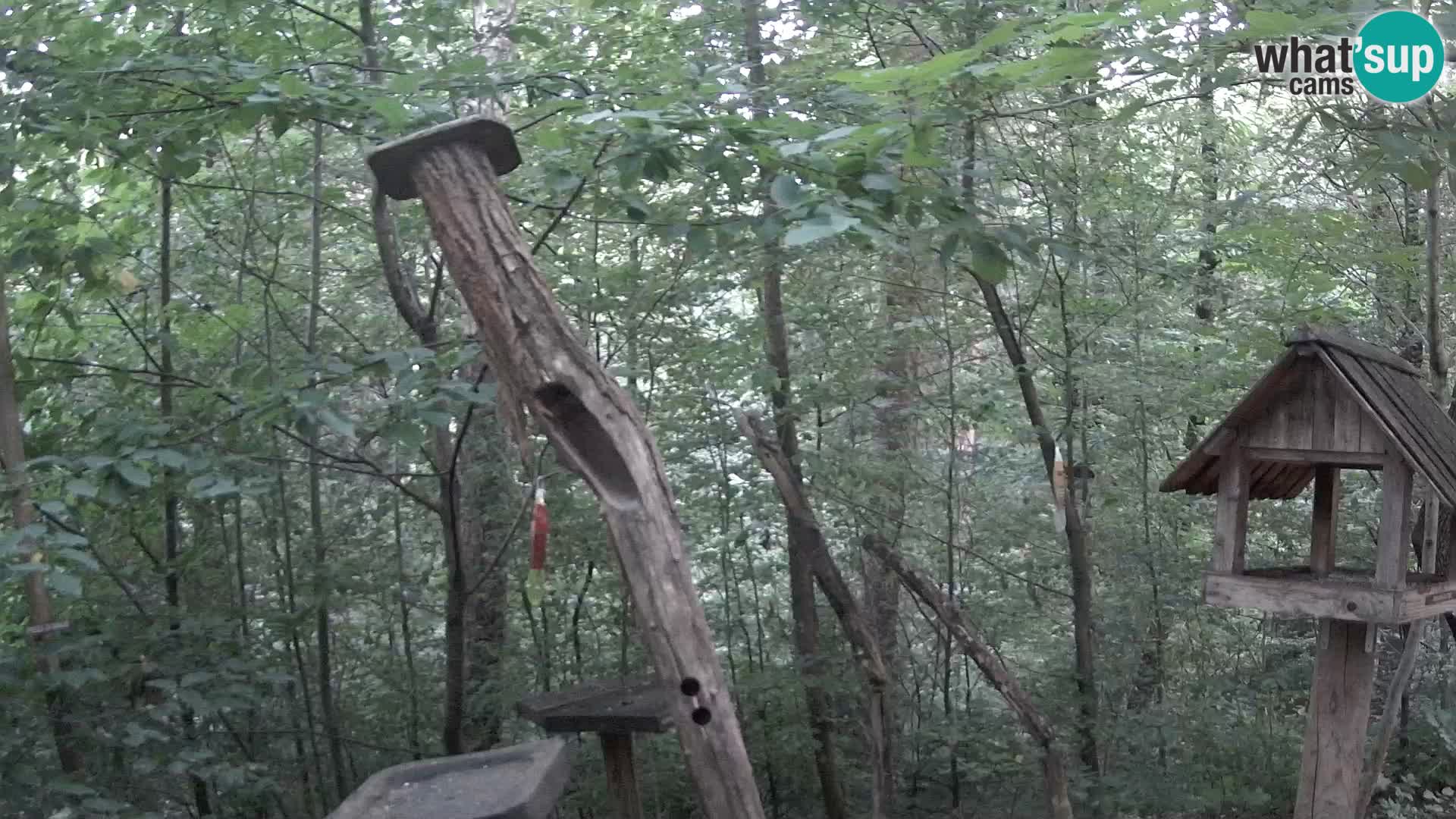 Mangiatoie per uccelli allo ZOO di Lubiana livecam