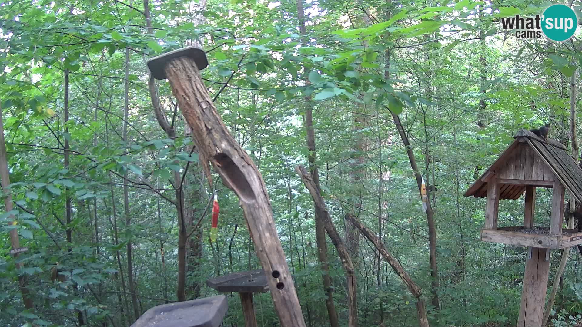 Bird feeders at ZOO Ljubljana webcam