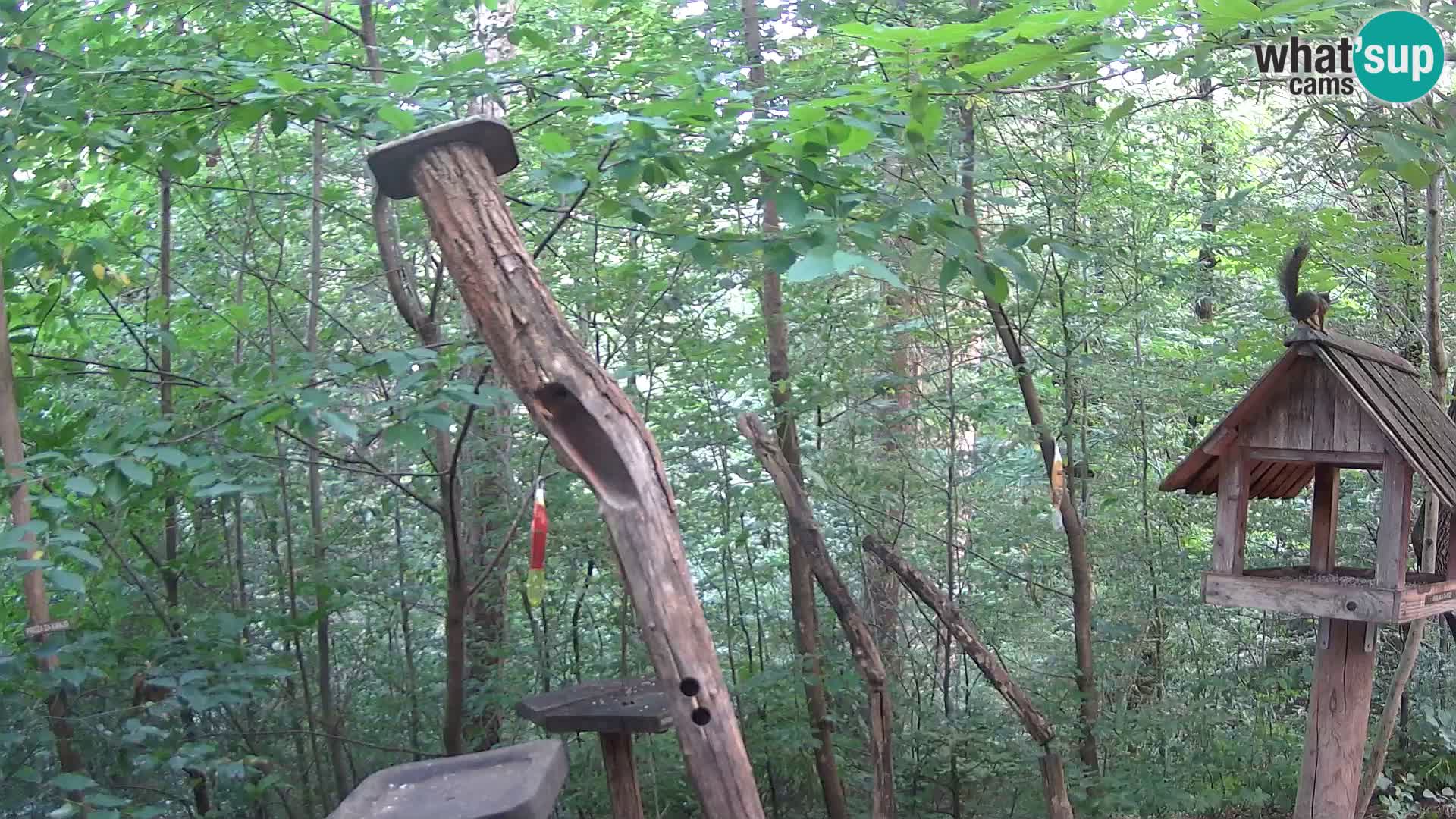 Krmilnice za ptiče v ZOO Ljubljana spletna kamera