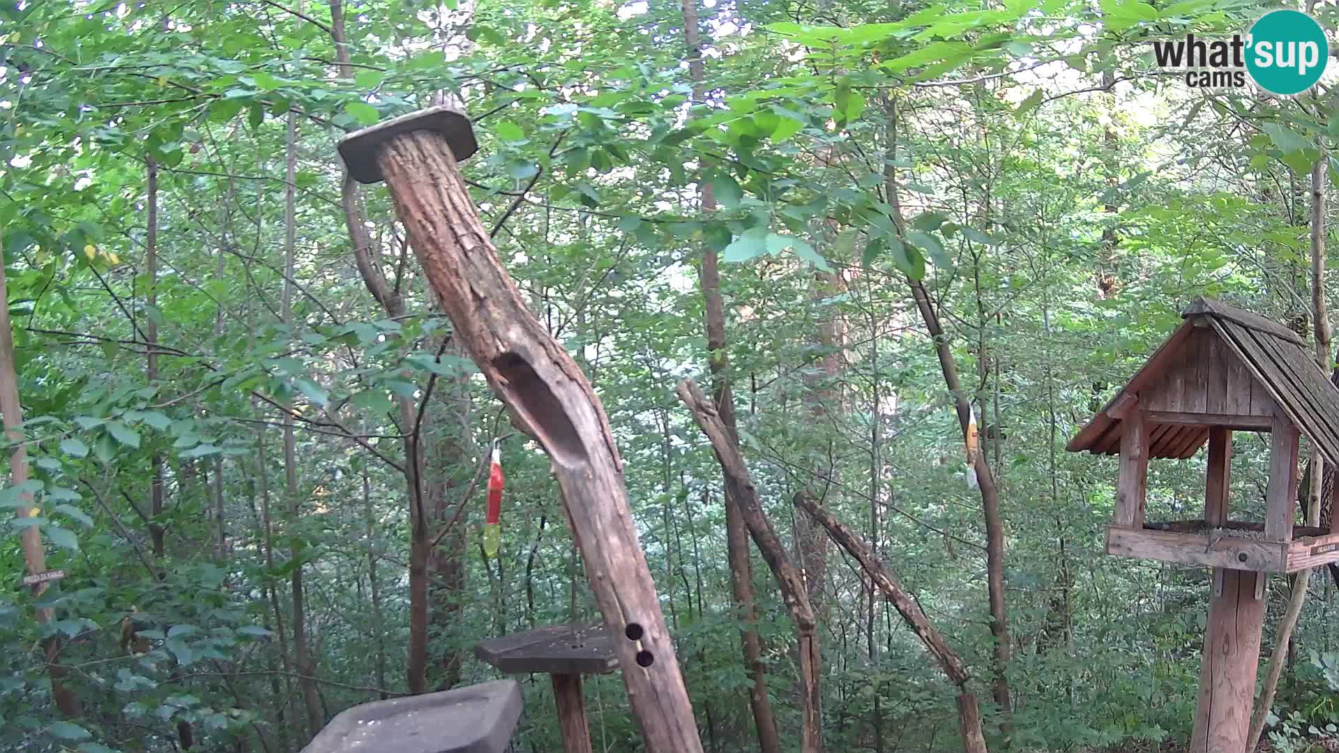 Bird feeders at ZOO Ljubljana webcam