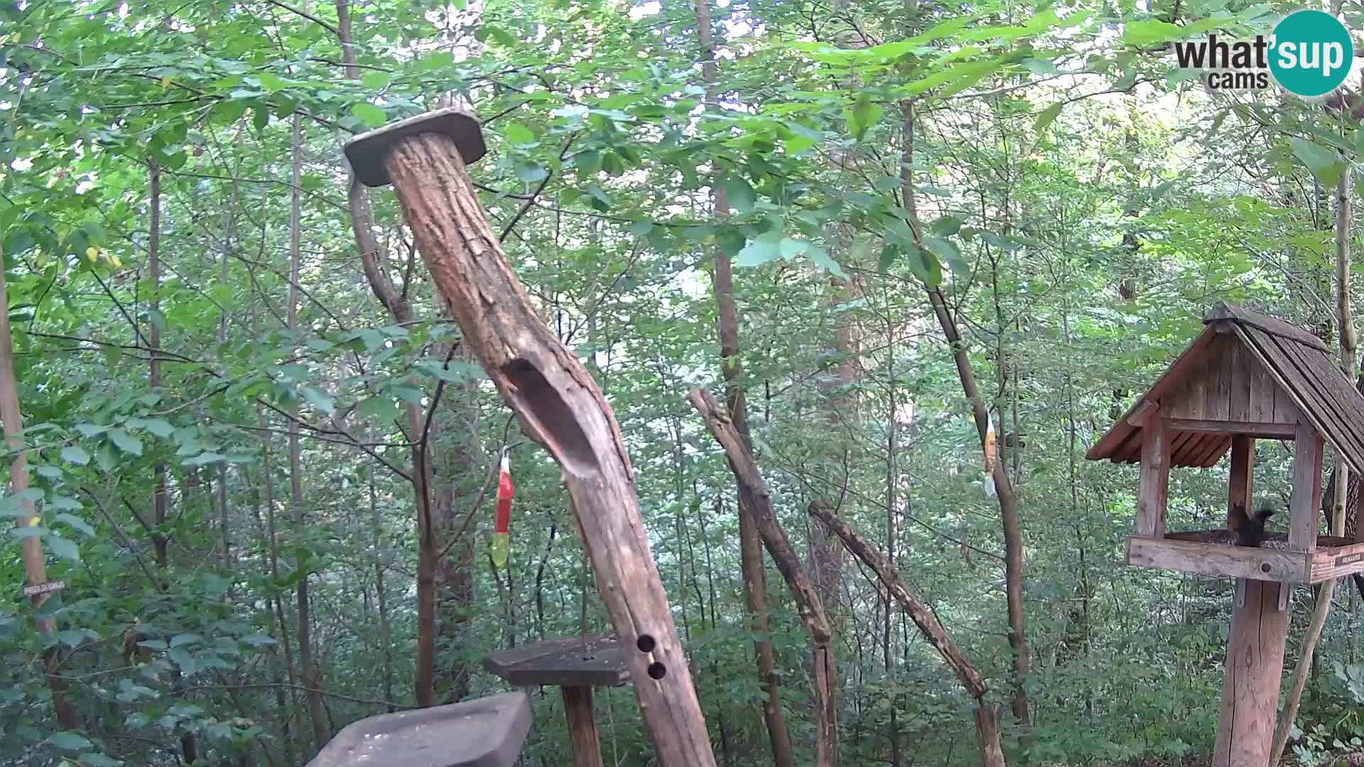 Krmilnice za ptiče v ZOO Ljubljana spletna kamera