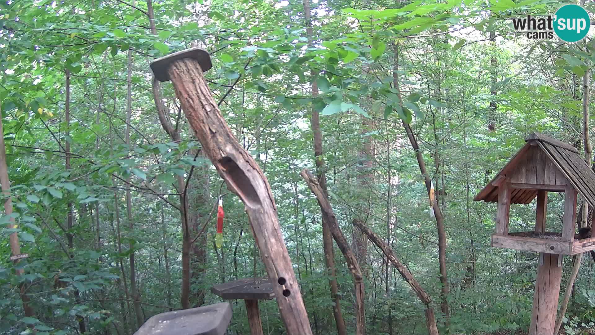 Comederos para pájaros en ZOO Ljubljana camera en vivo