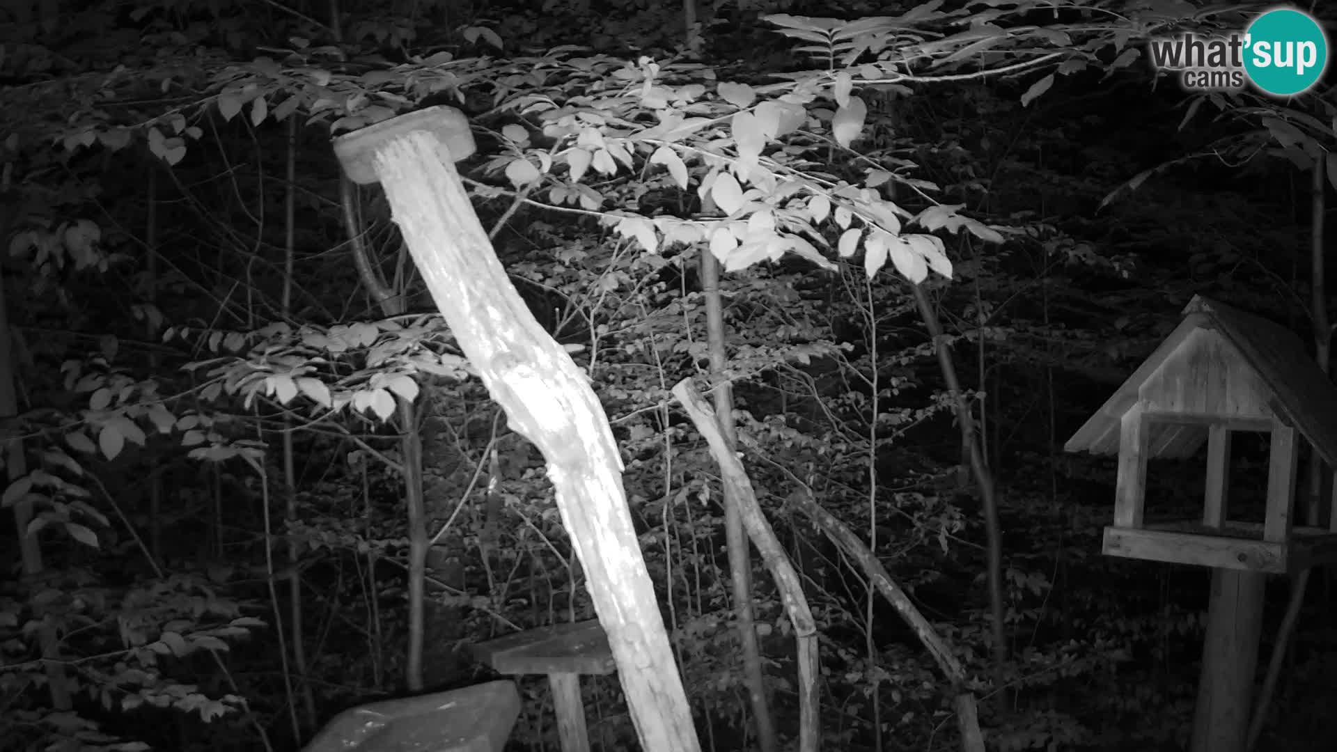 Bird feeders at ZOO Ljubljana webcam
