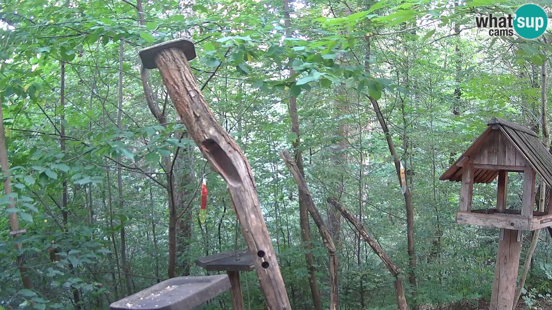 Bird feeders at ZOO Ljubljana webcam