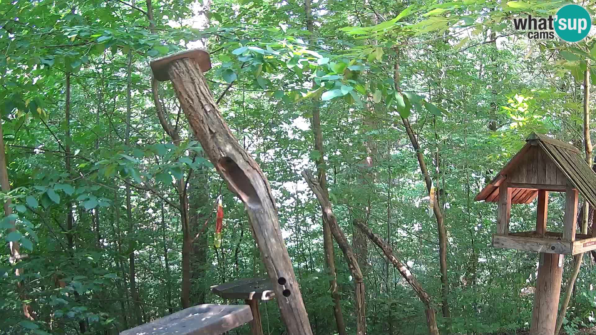 Mangiatoie per uccelli allo ZOO di Lubiana livecam