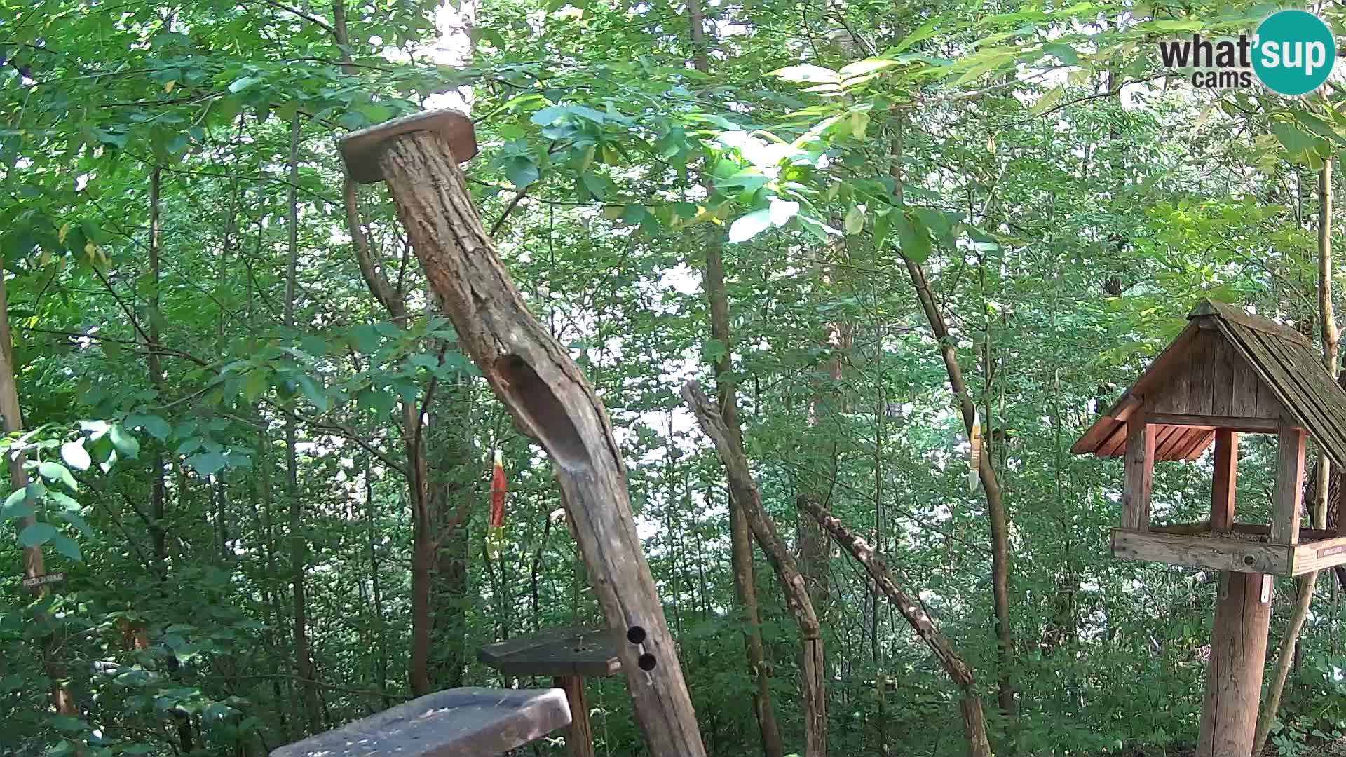 Bird feeders at ZOO Ljubljana webcam