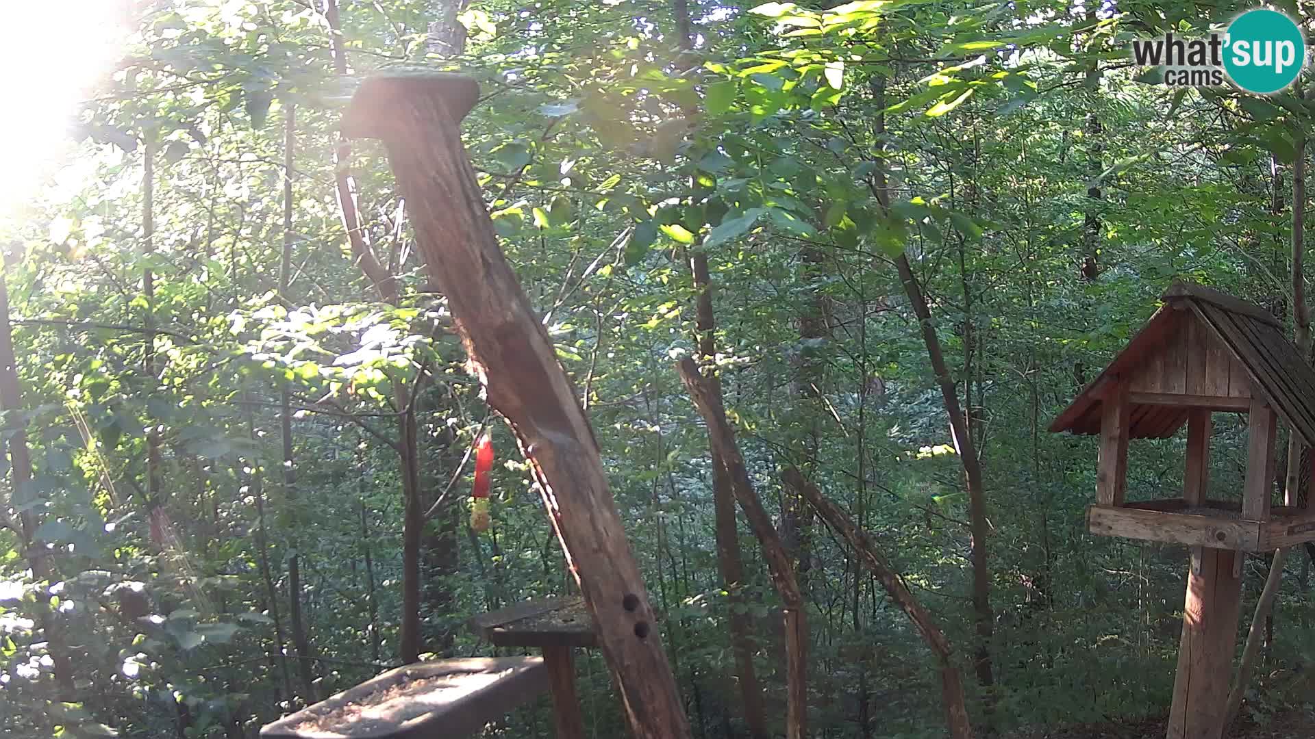 Comederos para pájaros en ZOO Ljubljana camera en vivo