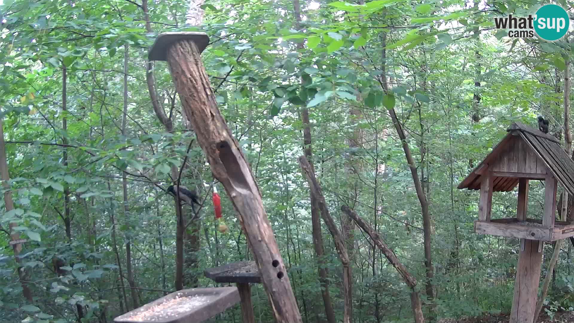 Vogelfutterhäuschen im ZOO webcam Ljubljana
