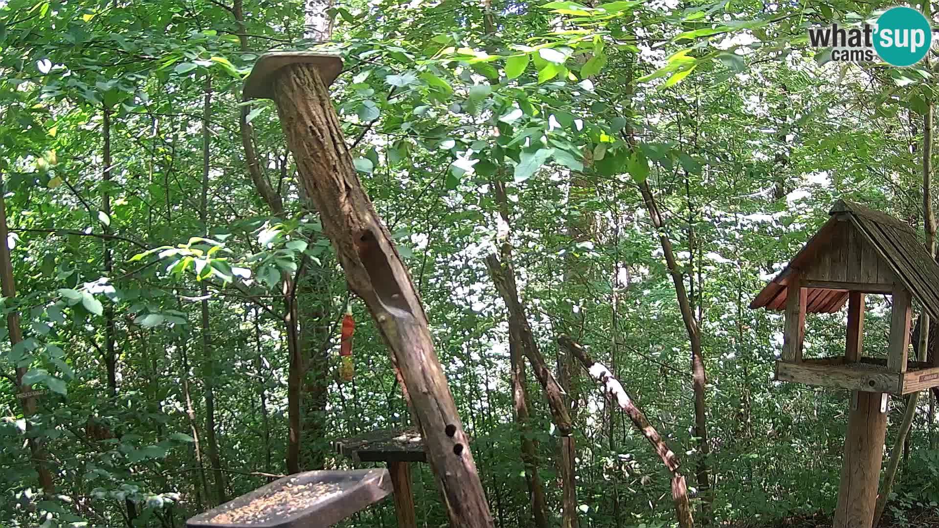 Mangiatoie per uccelli allo ZOO di Lubiana livecam
