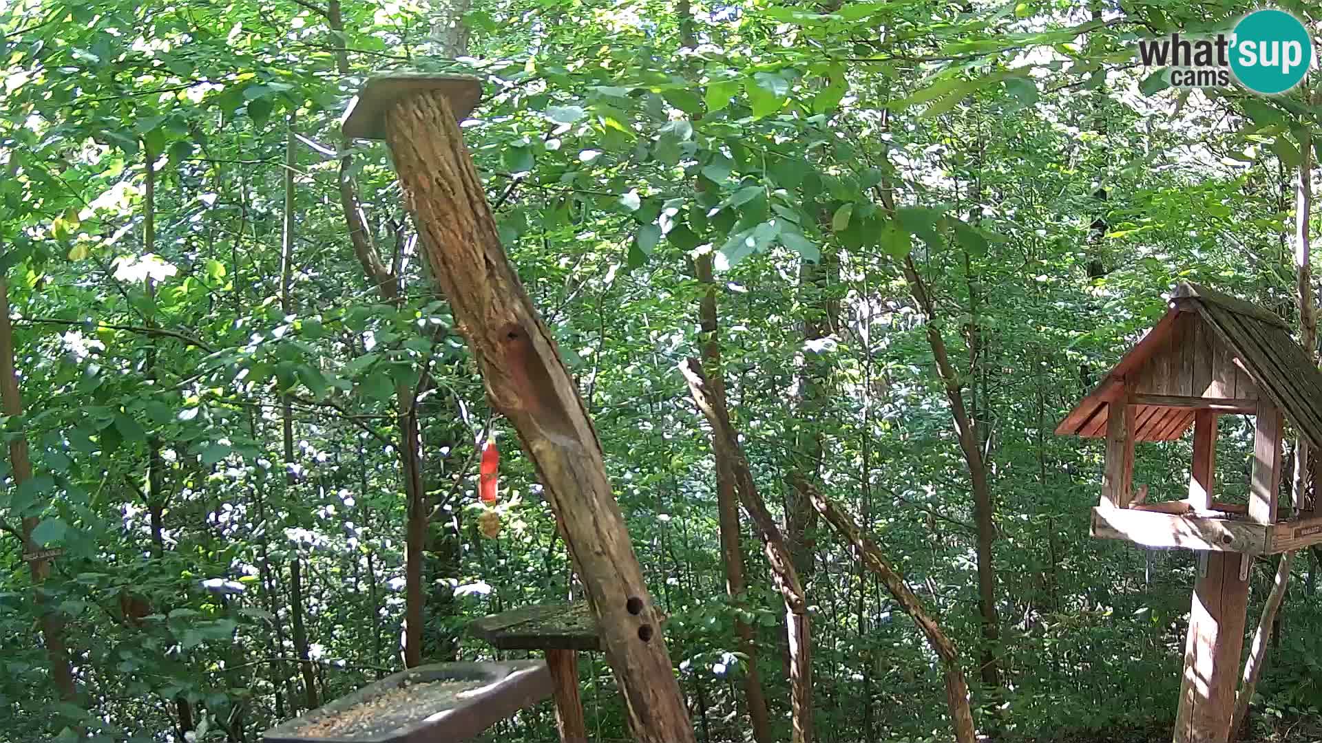 Krmilnice za ptiče v ZOO Ljubljana spletna kamera