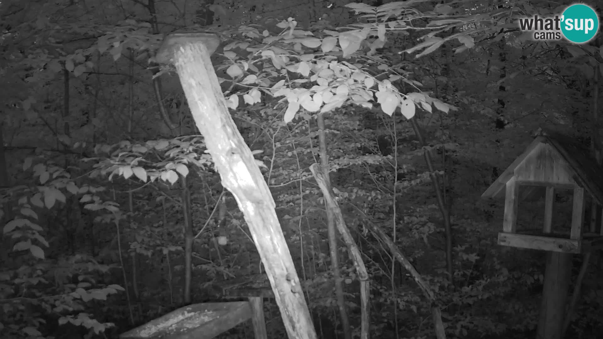 Comederos para pájaros en ZOO Ljubljana camera en vivo
