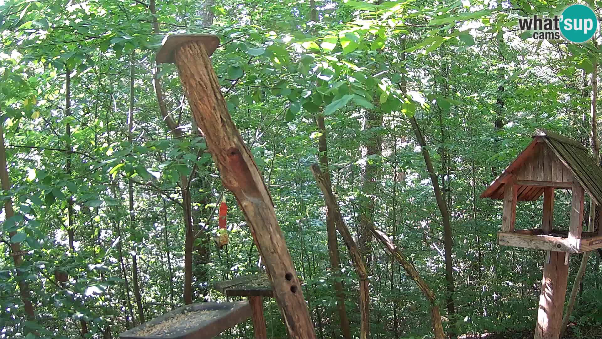 Mangeoires pour oiseaux au ZOO live webcam Ljubljana