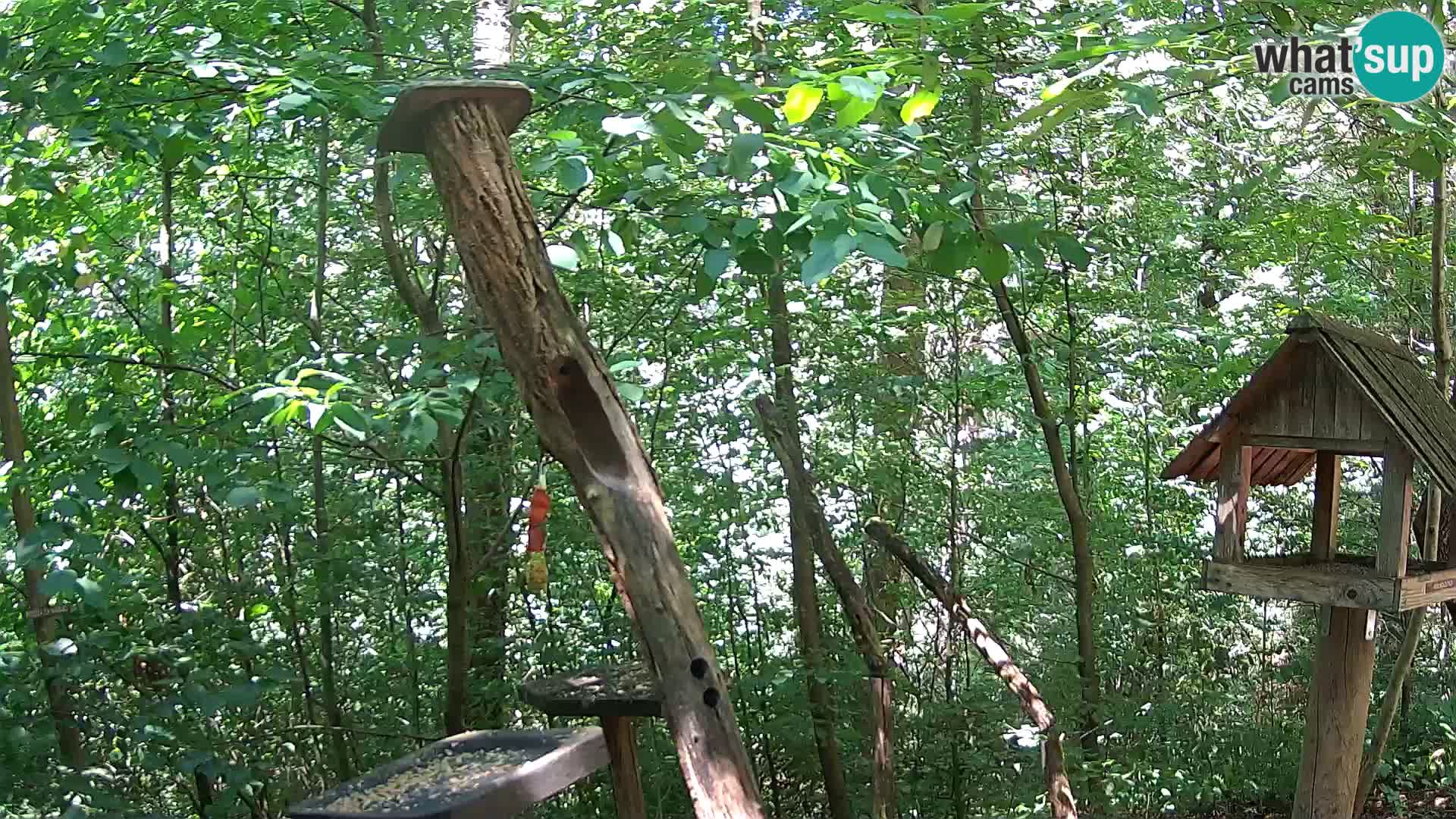 Bird feeders at ZOO Ljubljana webcam