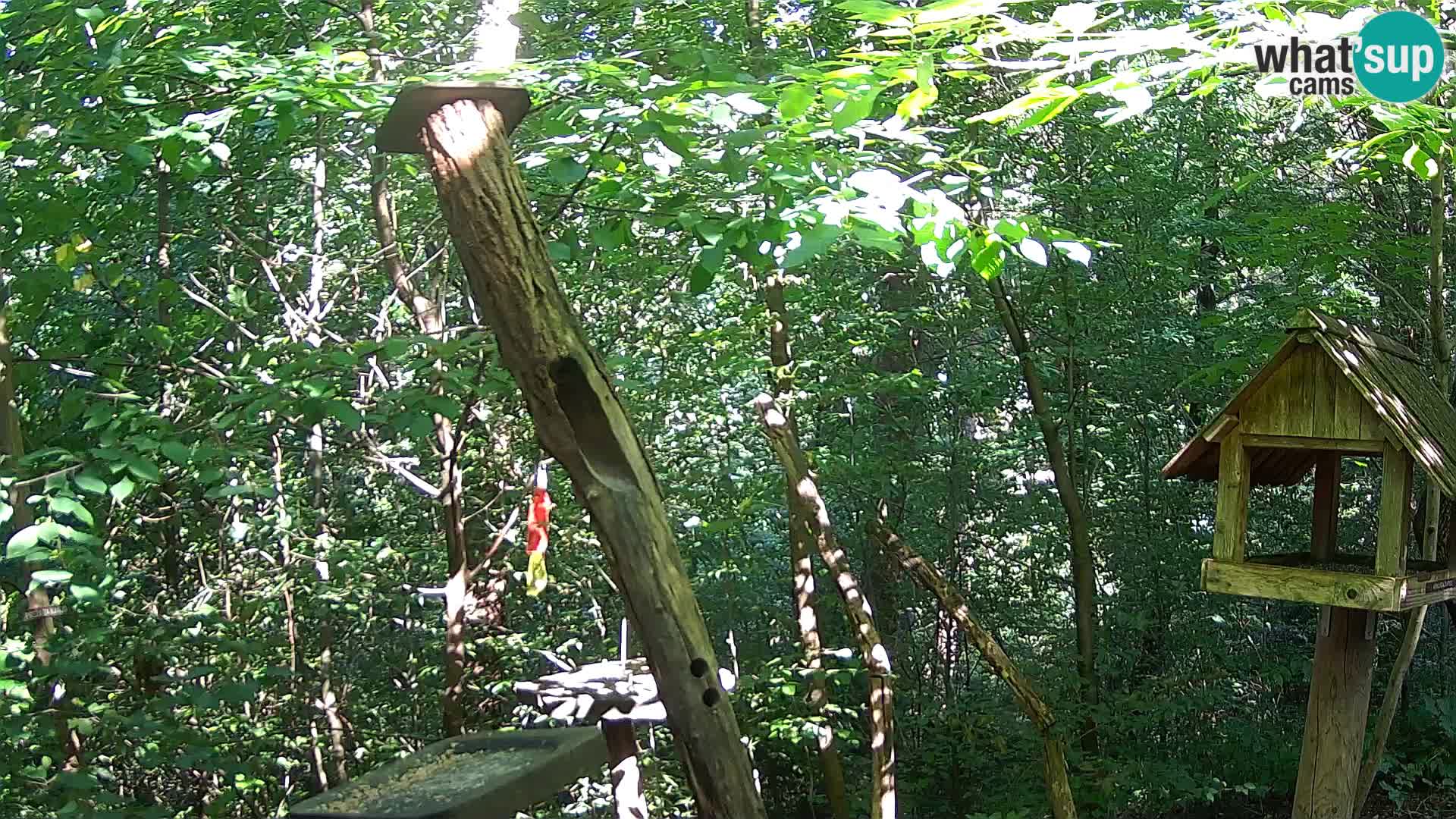Mangiatoie per uccelli allo ZOO di Lubiana livecam